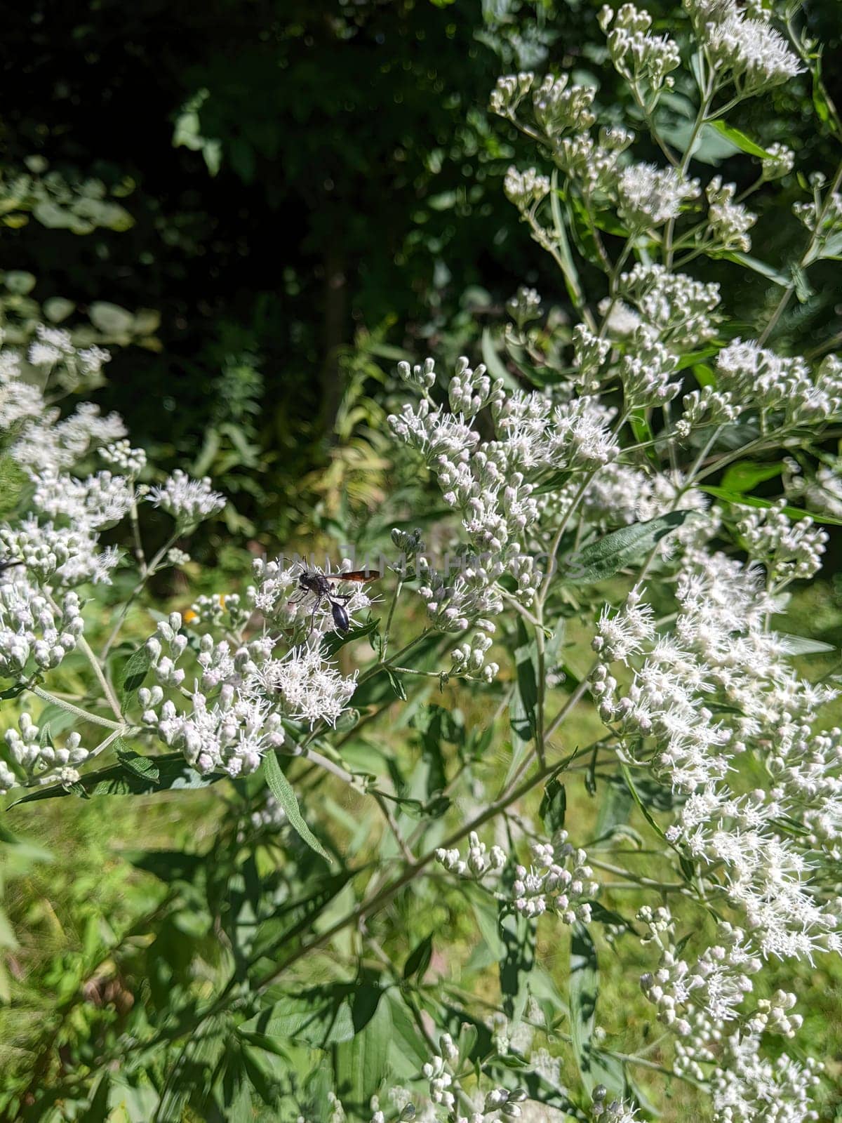 Bee Gathering Nectar from Delicate White Flowers in a Sunny Muncie, Indiana Garden