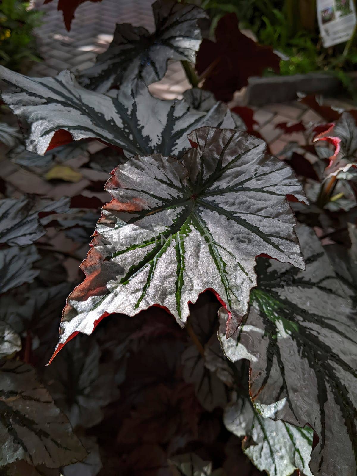 Close-up of a unique leaf with silvery patterns and reddish-brown edges in Muncie, Indiana highlighting natural beauty and environmental concept.