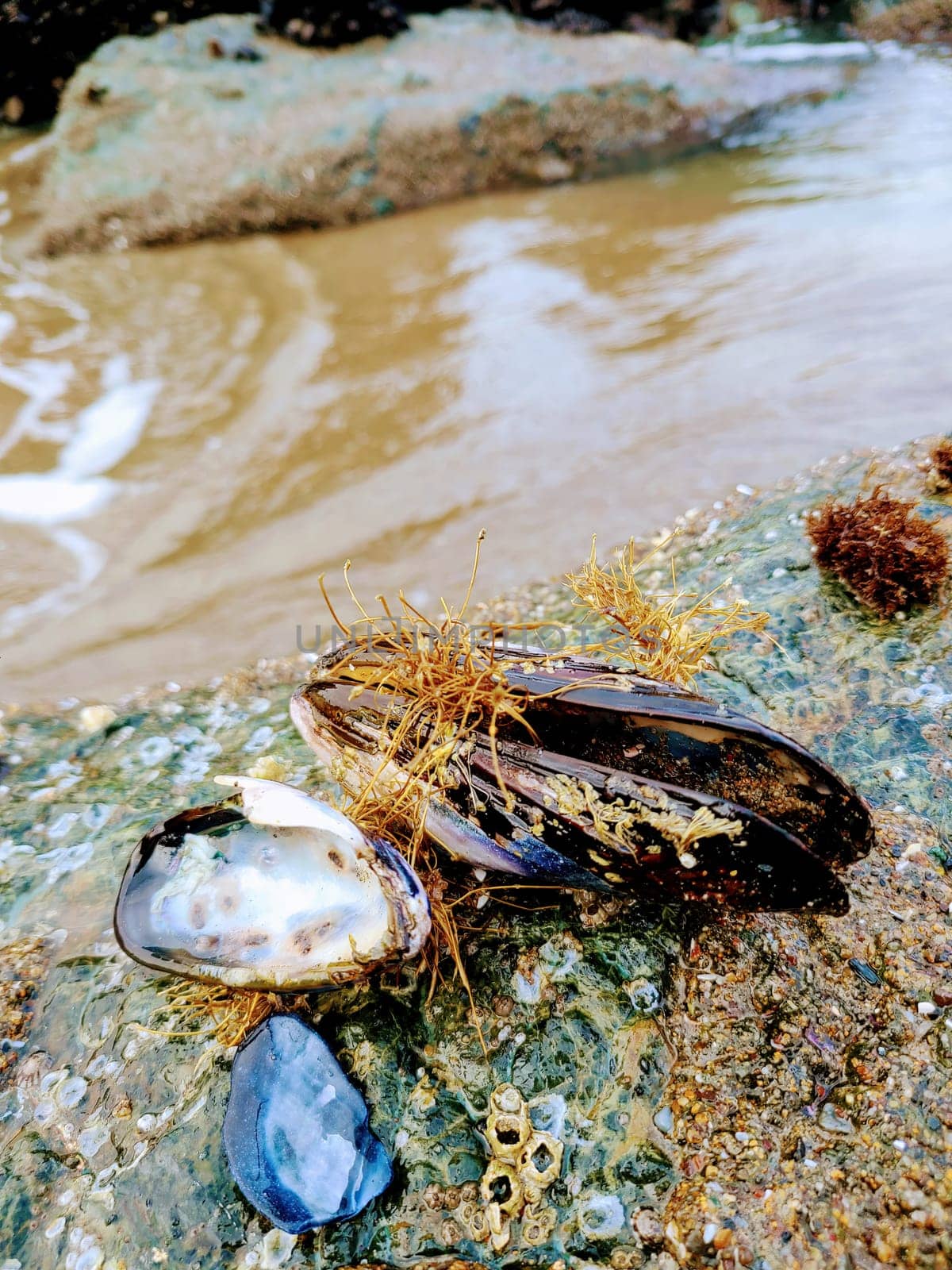 Close-up of mussel shells on a rocky beach in San Francisco, California showcasing the beauty of marine life in 2022