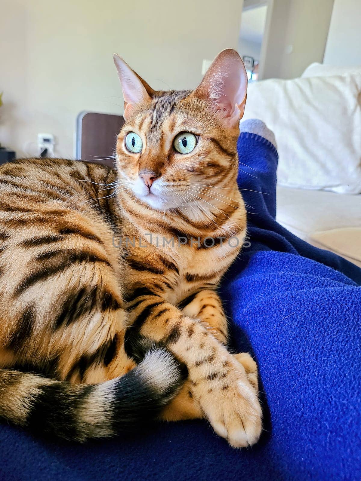 Bengal Cat Lounging on Blue Blanket in Comfortable Living Room, Fort Wayne, Indiana, 2021