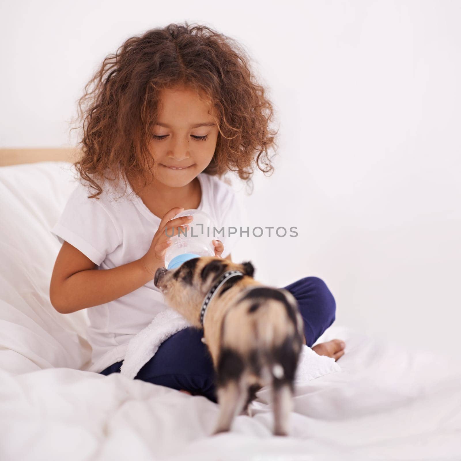 Child, piglet and feeding bottle for food in home, pet care and liquid nutrition on bed in bedroom. Female person, girl and learn responsibility in childhood, love and relax by animal with formula.