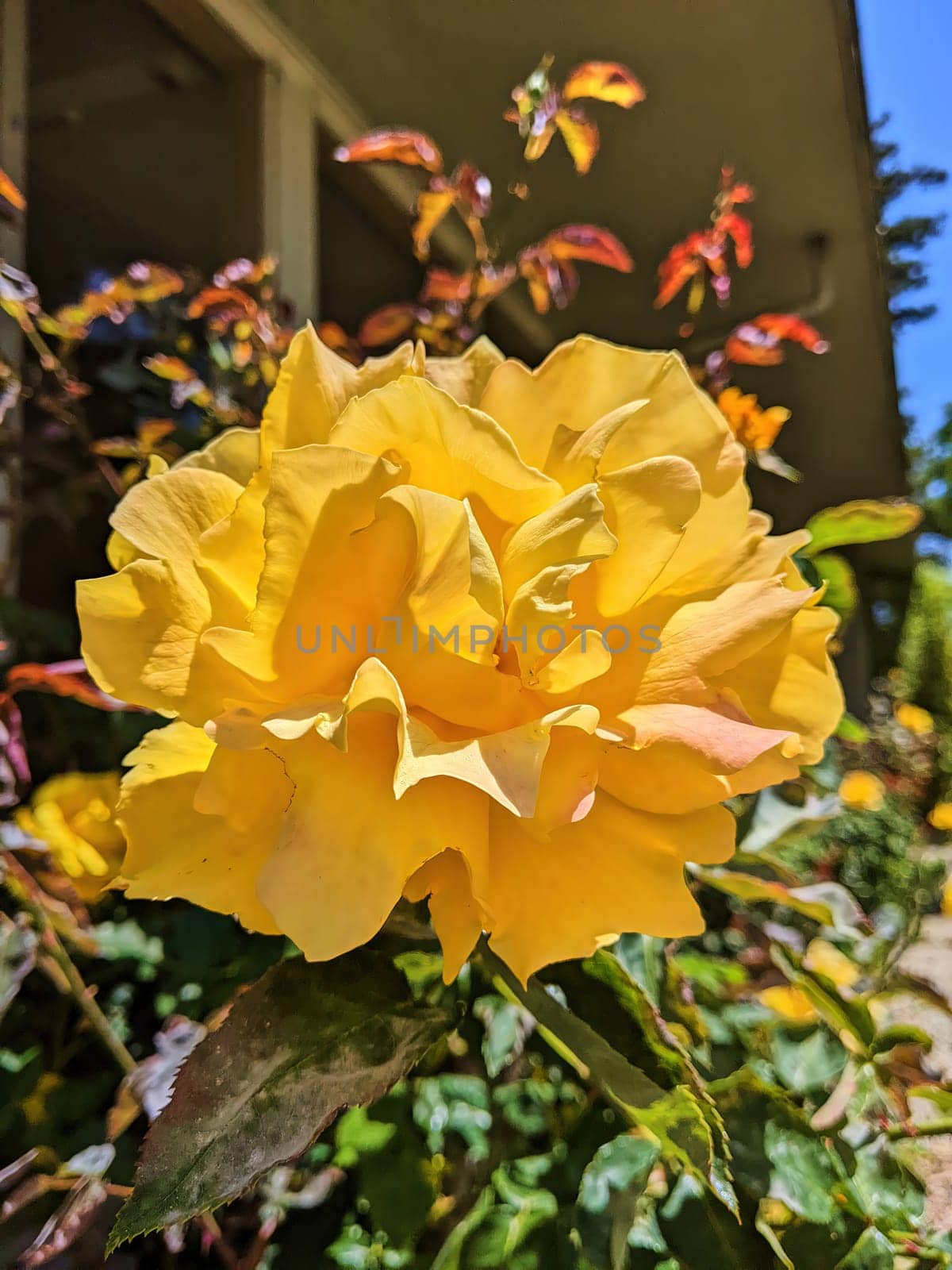 Sunny Californian Day Showcasing Vibrant Yellow Rose in Bloom Amidst Lush Garden Setting, Oakland 2023