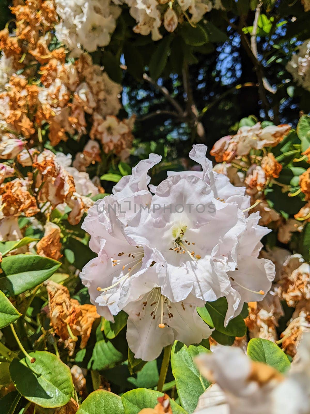 Vivid 2023 capture of a fresh white flower blooming amidst decaying petals in a sunlit Oakland, California garden, symbolizing life's impermanence