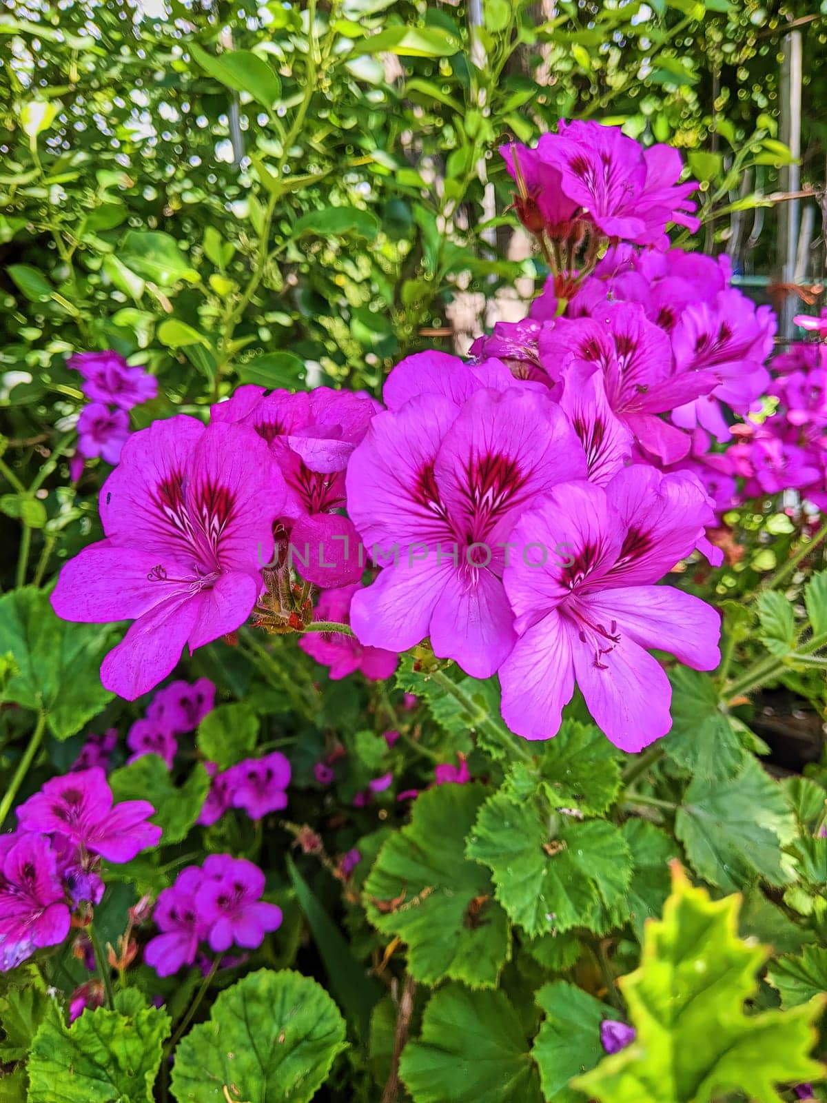 Vibrant pink flowers in full bloom under bright daylight, showcasing natural beauty and vitality in a lush garden setting, Oakland, California, 2023.