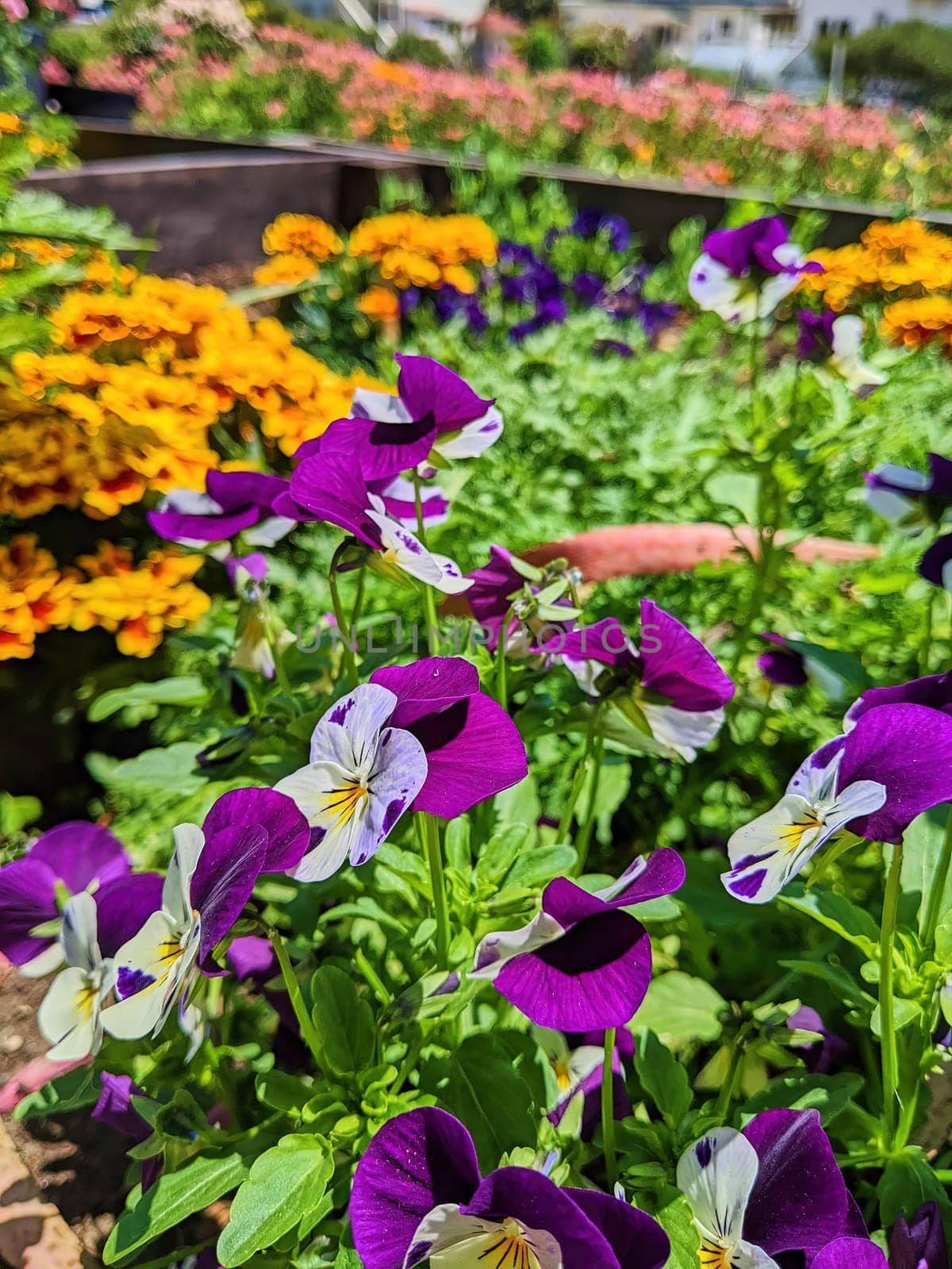 Vibrant Pansies in Full Bloom at Fort Mason's Community Garden, San Francisco, California, 2023 - A Celebration of Springtime Beauty and Natural Growth