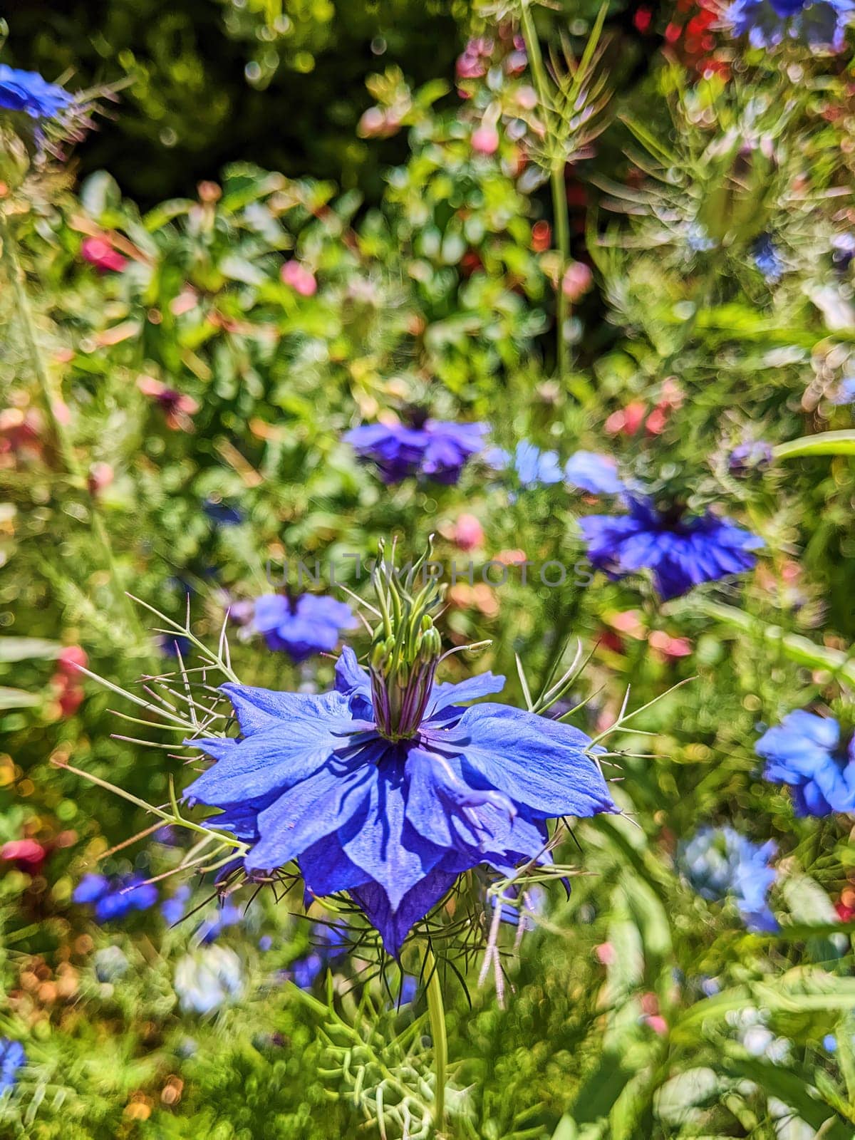 Vibrant Close-Up of a Blue Flower in a Lush California Garden, Oakland 2023