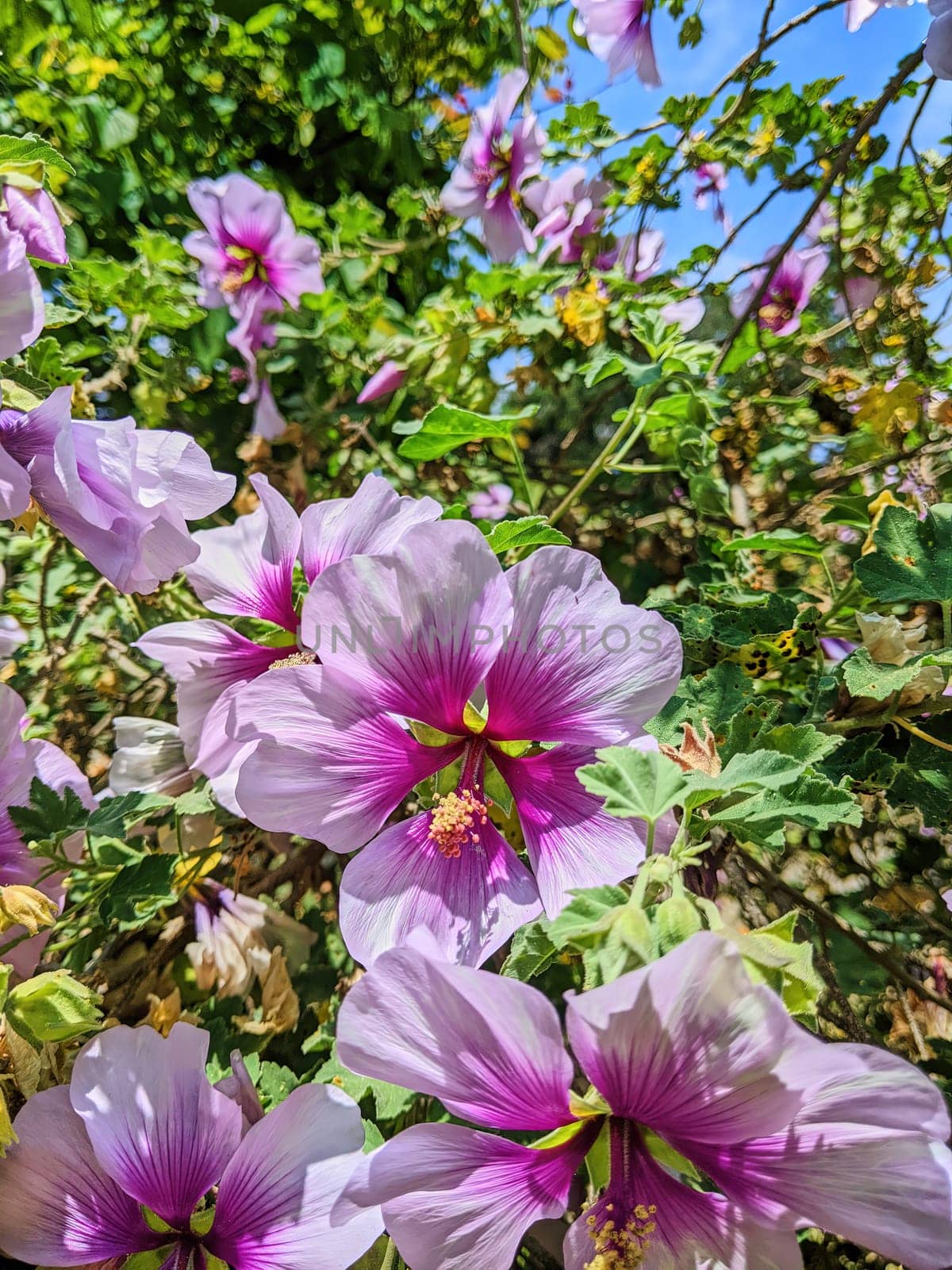 Vibrant Spring Bloom, Close-up of Magenta and White Flowers in California Garden, Oakland 2023