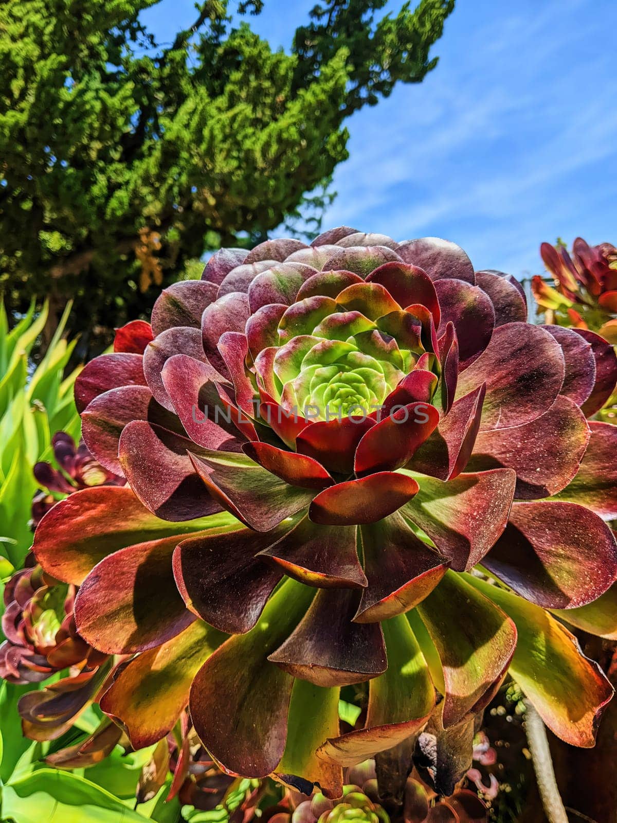 Vibrant close-up of a rosette succulent in an Oakland garden, California, 2023, displaying natural symmetry and rich color transition under sunny blue skies