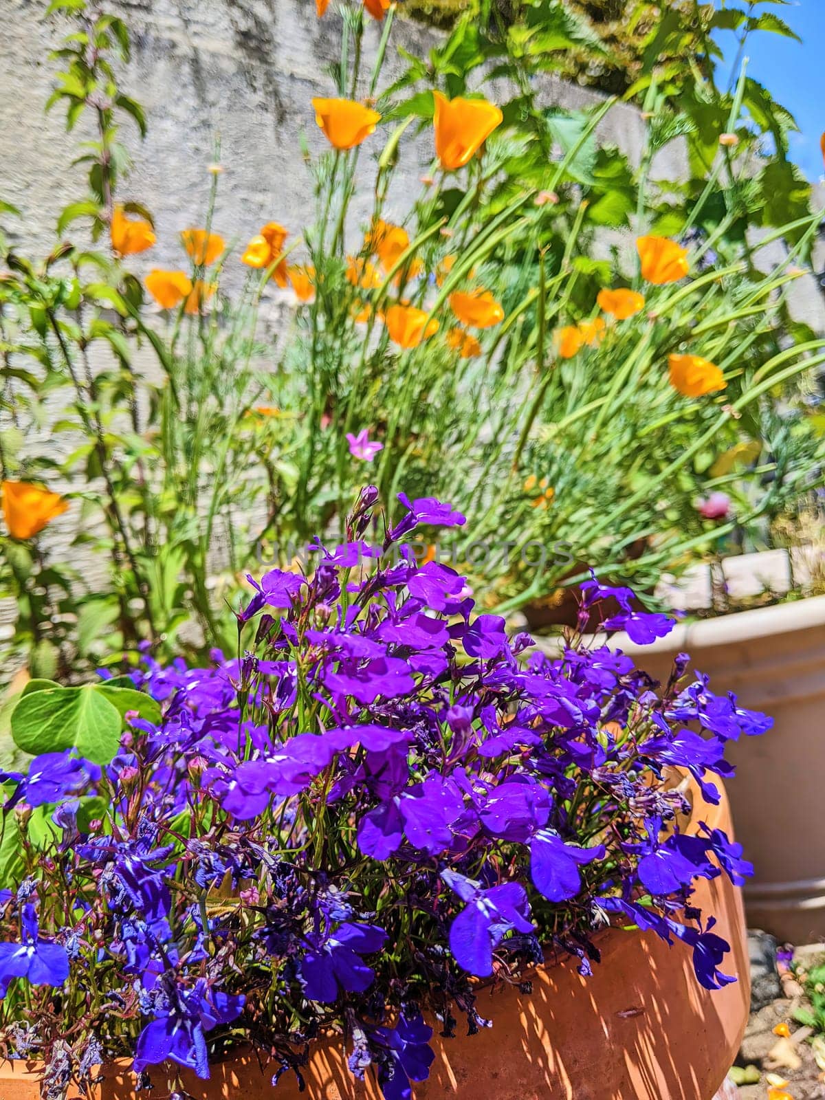 Sunlit patio in San Francisco community garden showcasing a terracotta pot brimming with vibrant purple Lobelia blooms, against a mossy stone wall and orange poppy backdrop, 2023.