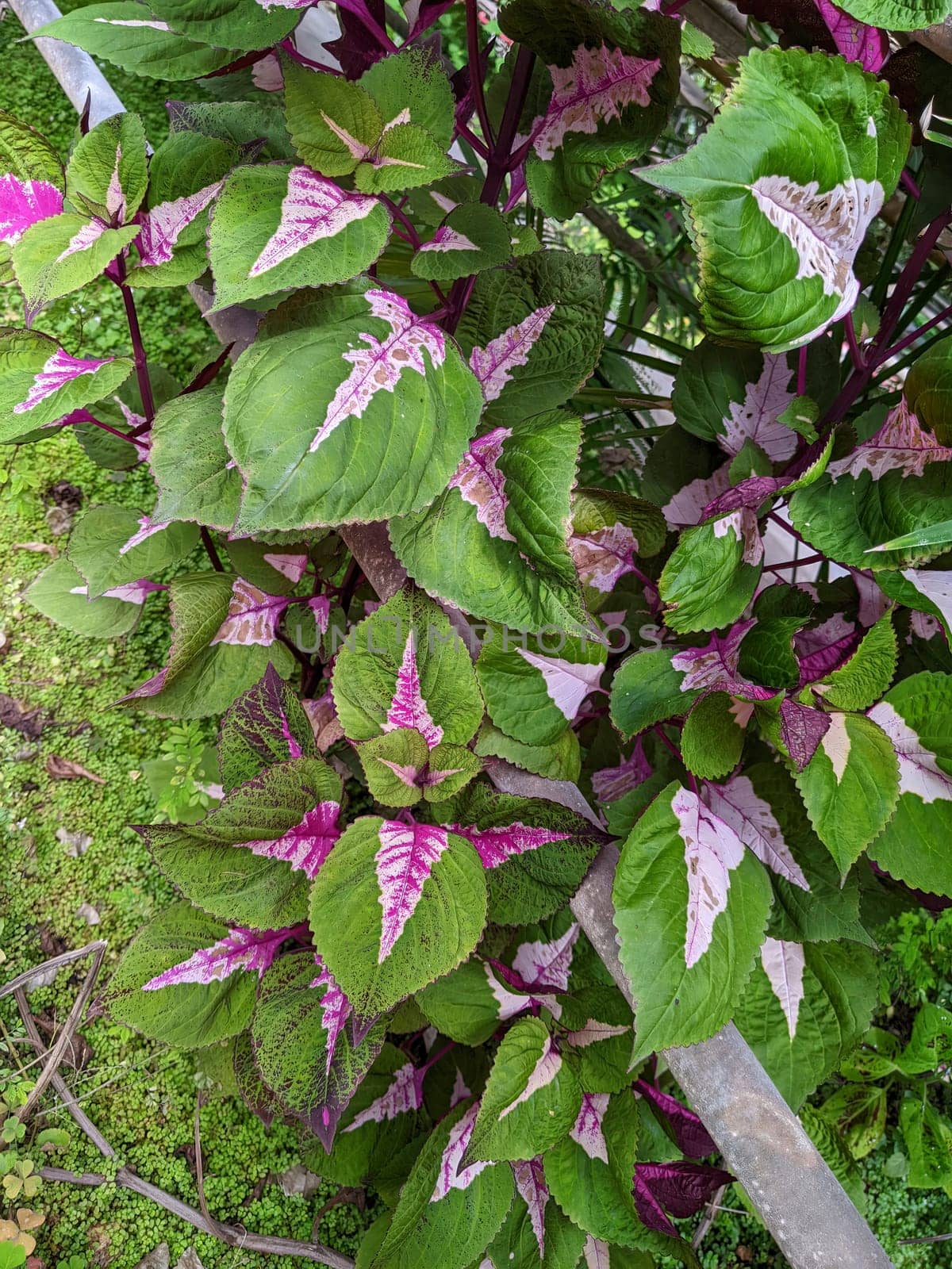 Vibrant Coleus plants flourish in a Muncie, Indiana garden, displaying a stunning mix of green, white, and purple foliage.