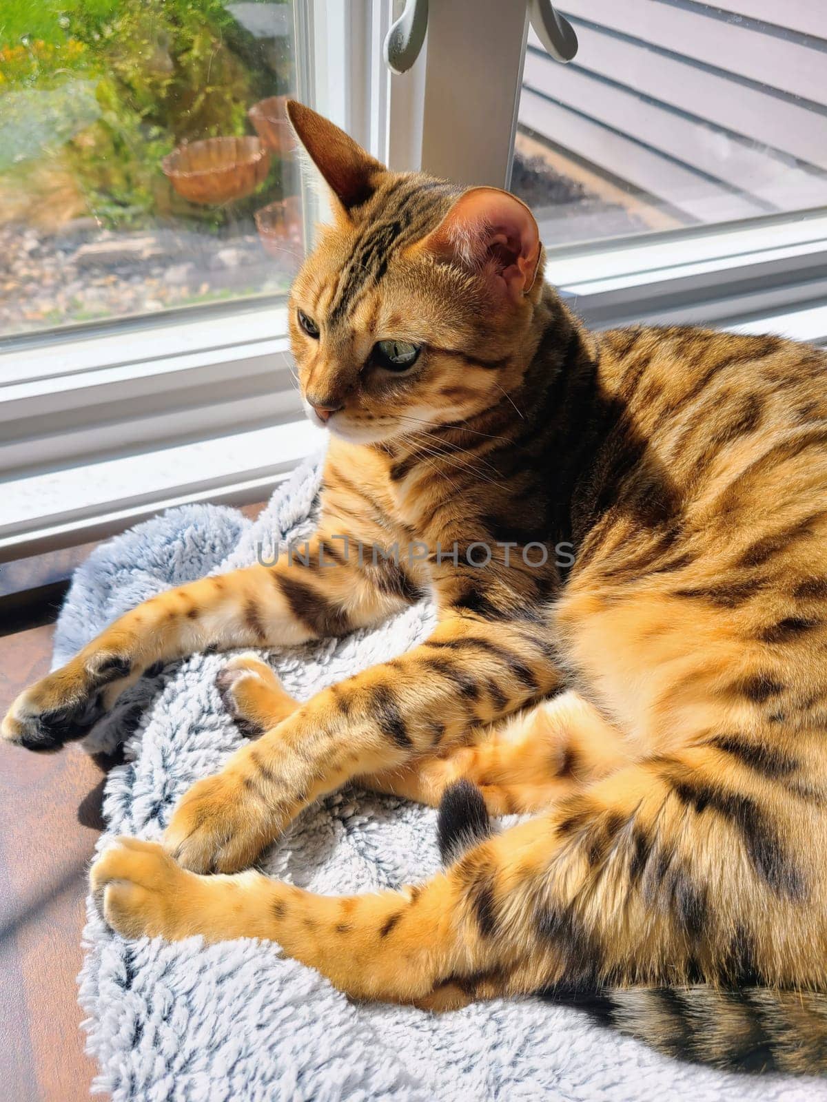 Sunlit Domestic Cat Relaxing on Cozy Blanket in Suburban Home, Fort Wayne, Indiana, 2023