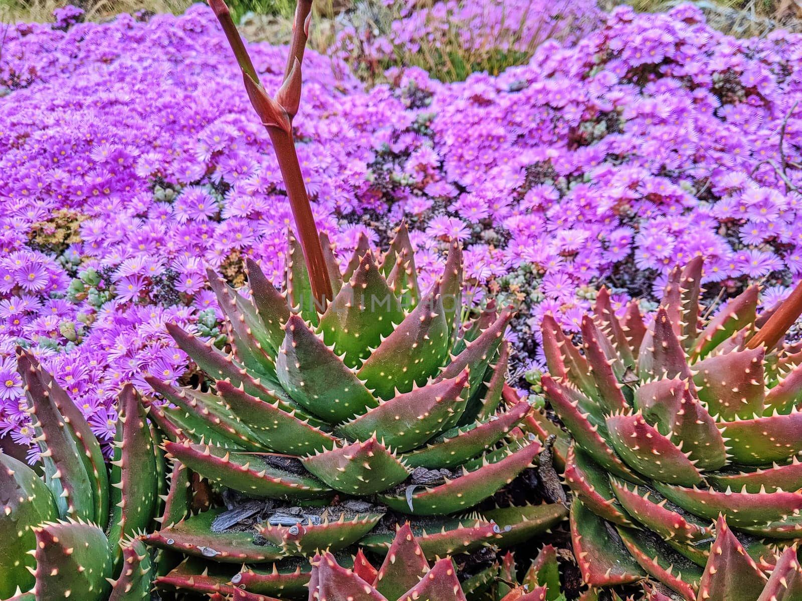 Vibrant Aloe succulents and delicate purple flowers in stunning contrast at the 2023 Conservatory of Flowers in San Francisco, California.