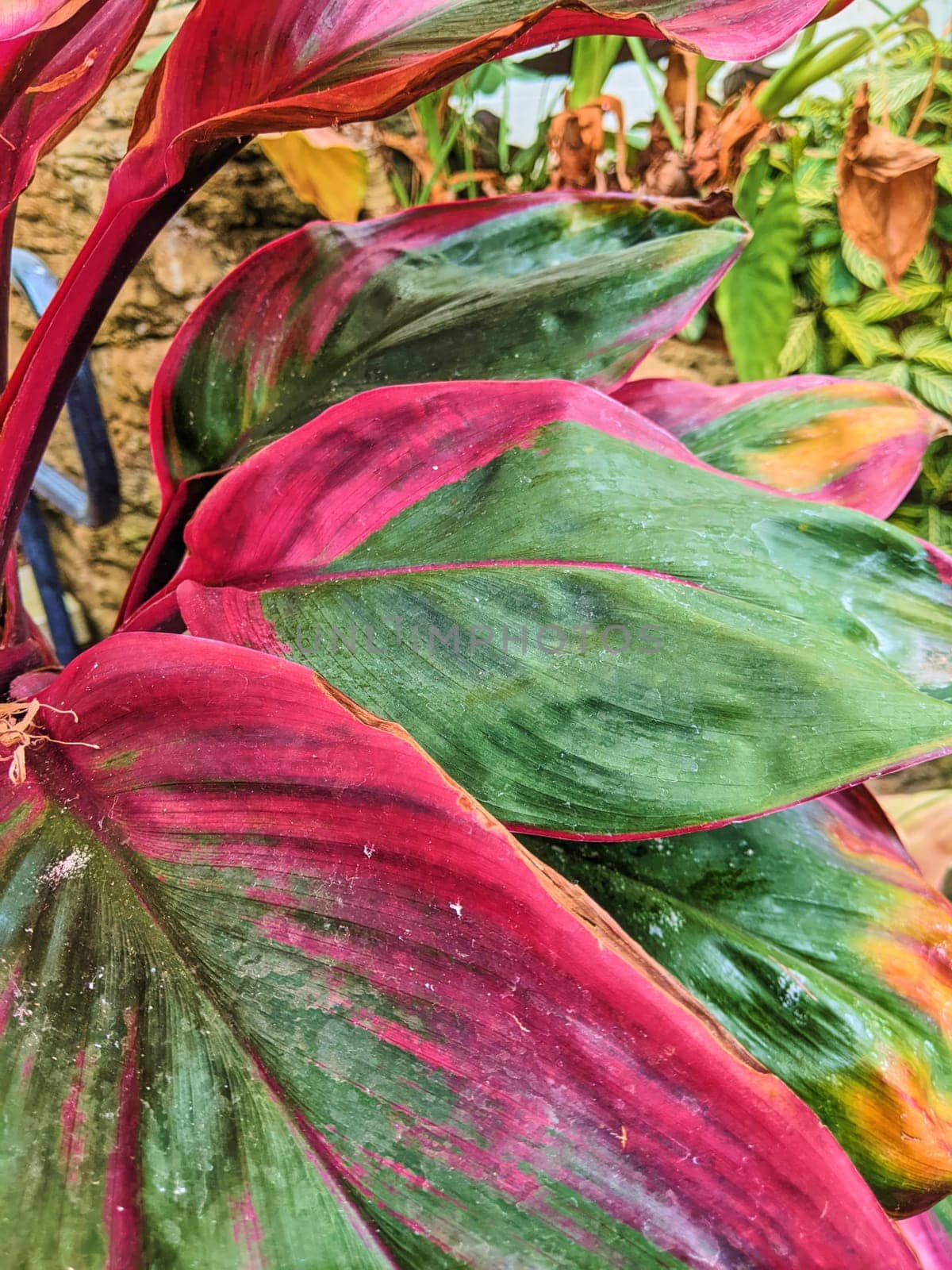 Vibrant close-up of tropical plant leaves showcasing a dynamic play of deep green, rich pink, and yellow hues in Fort Wayne, Indiana, 2023. Ideal for concepts of nature, growth, and tropical beauty.