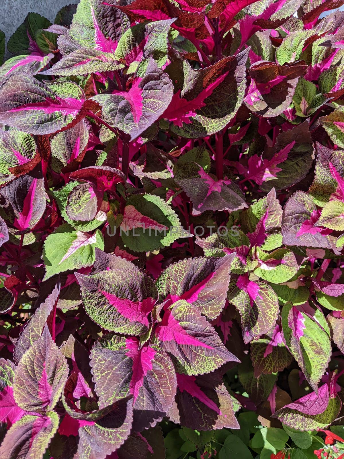 Vibrant Close-up of Colorful Coleus Plants in Muncie, Indiana - A Display of Nature's Artistry and Growth