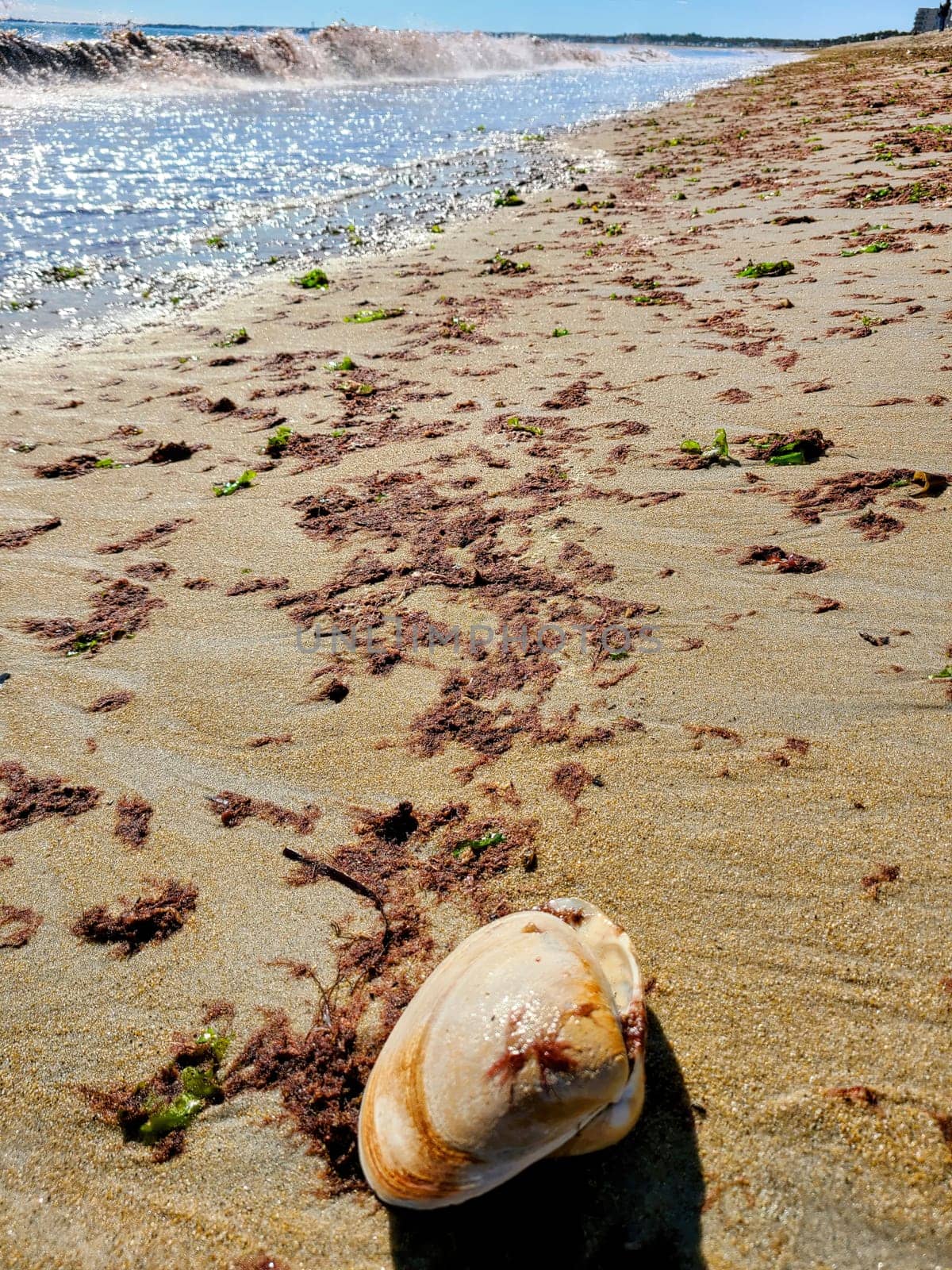 Solitary Seashell on Golden Sand at Sunny Old Orchard Beach, Maine