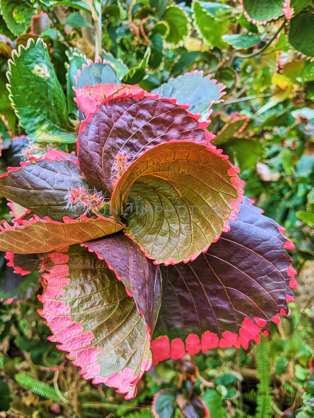 Vibrant Botanical Beauty in Fort Wayne, Indiana - Close-up of a Strikingly Colorful Leaf Amidst Lush Garden Foliage, 2023