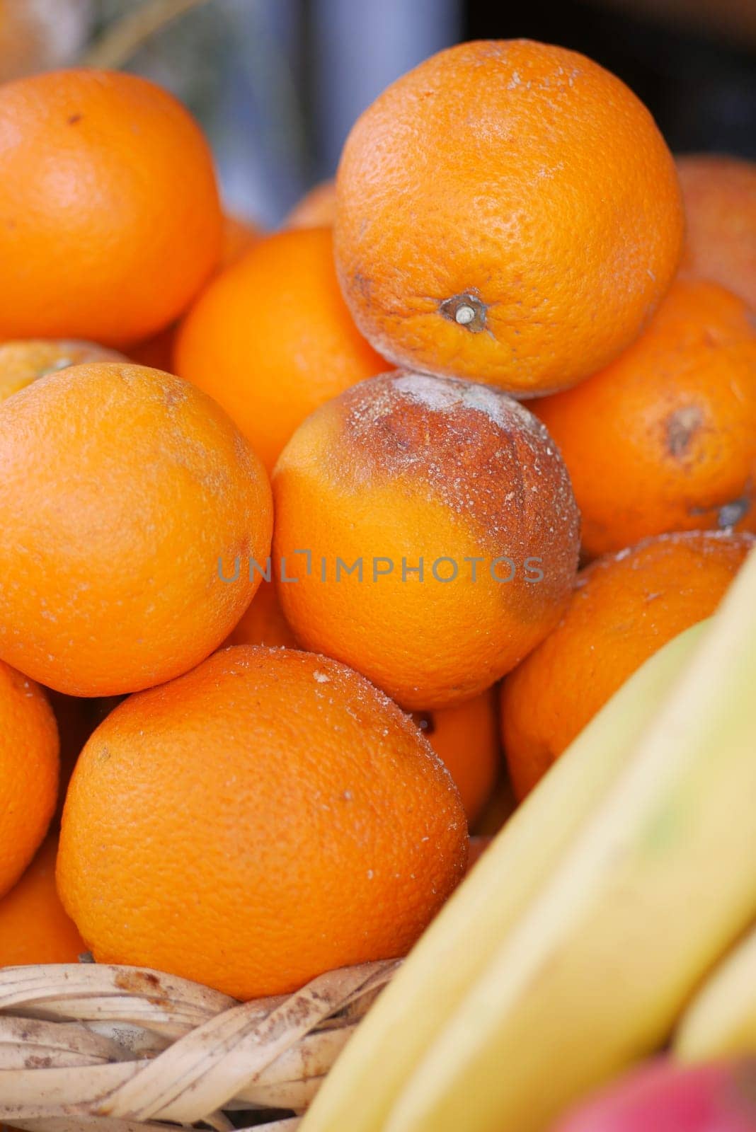 Rotten orange. Moldy orange on color background ,