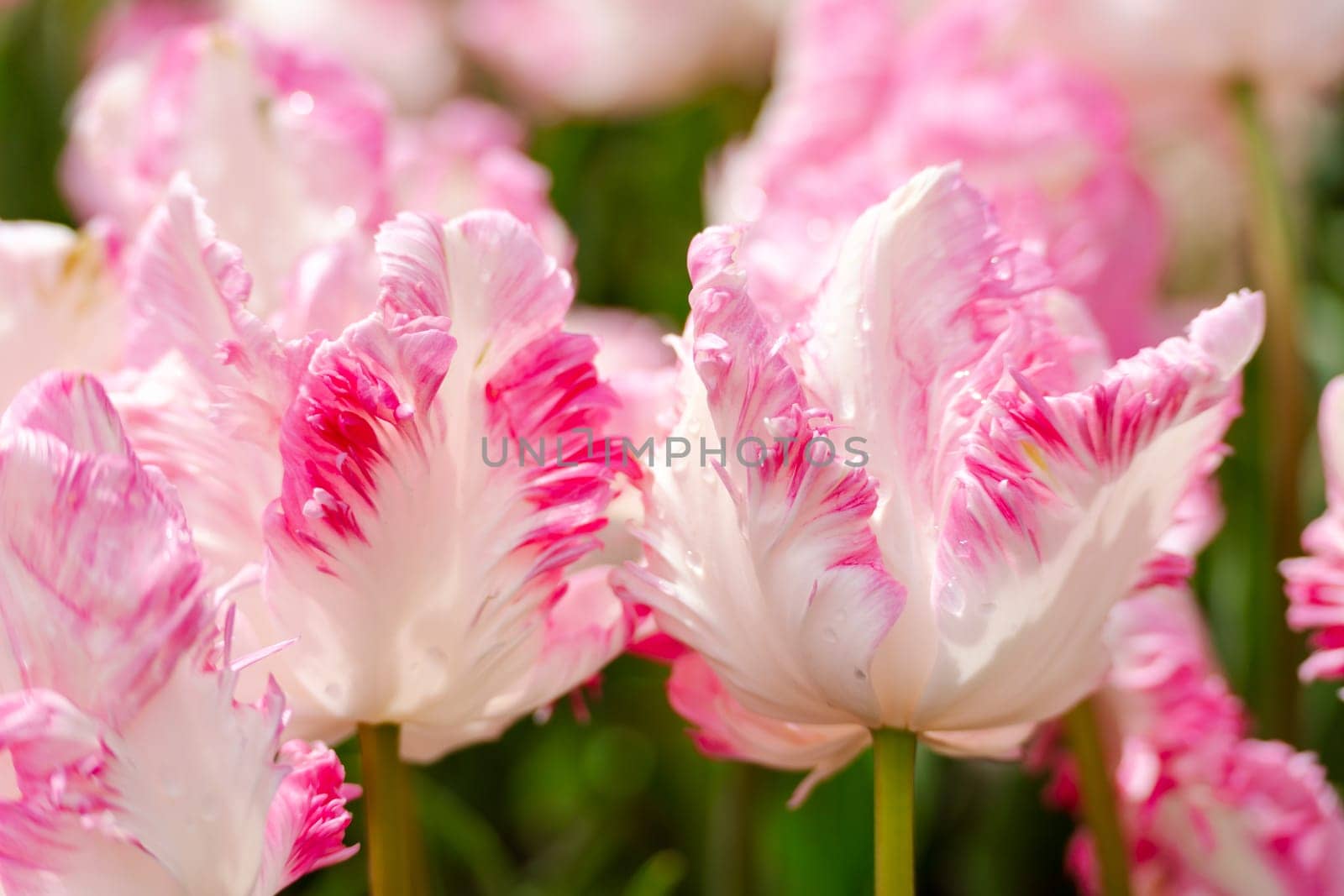 Tulip field. Pink tulips with white stripe close-up. Growing flowers in spring. by Matiunina