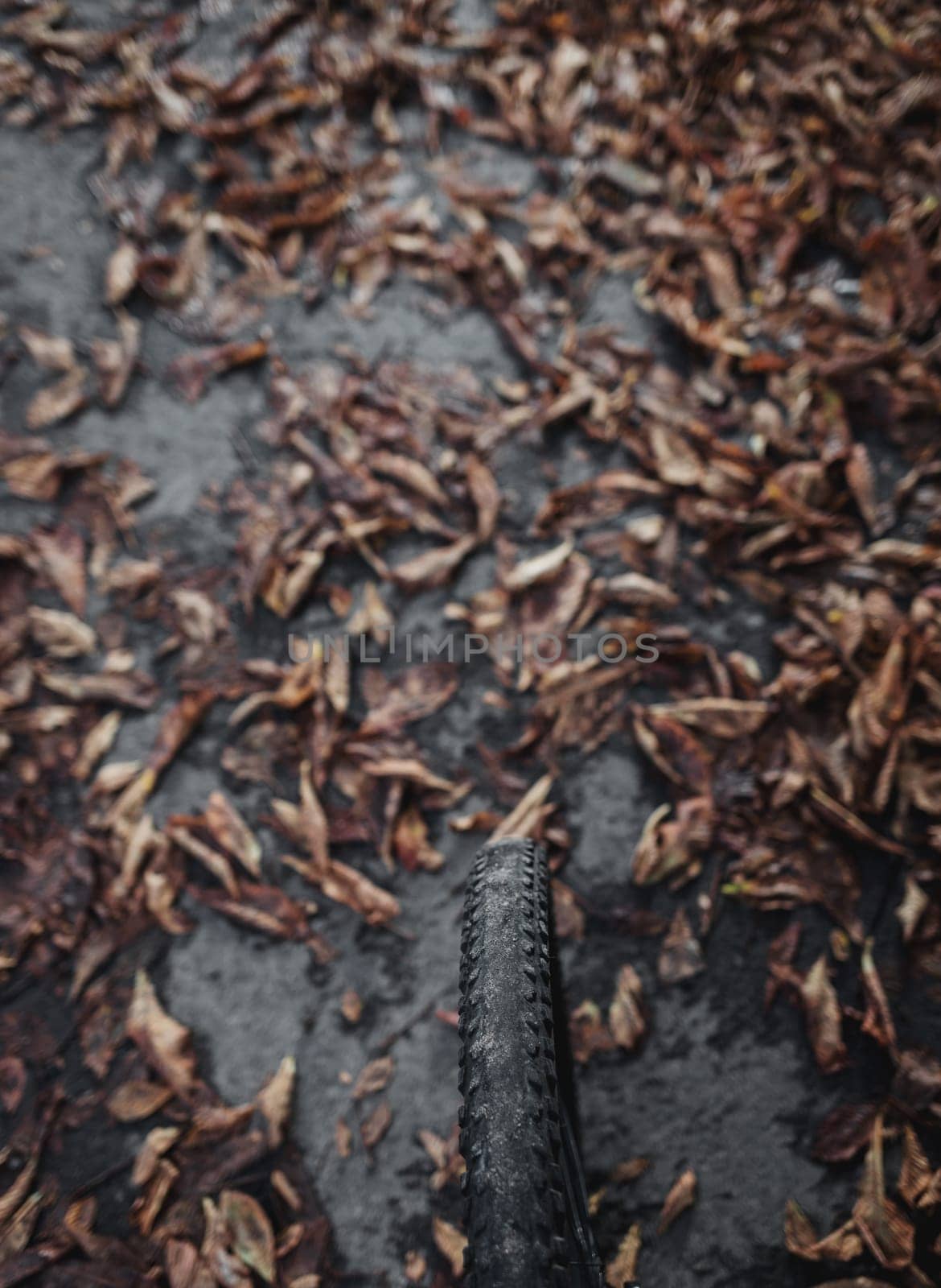 bicycle wheel on the background of fallen autumn leaves