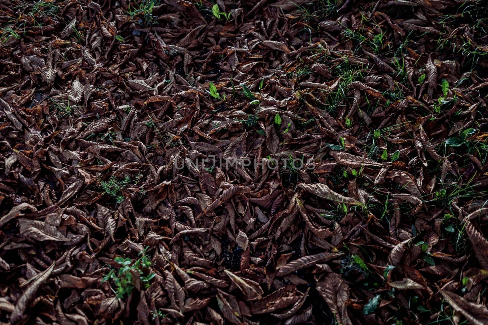 Dry leaves. Colorful autumn fallen leaves