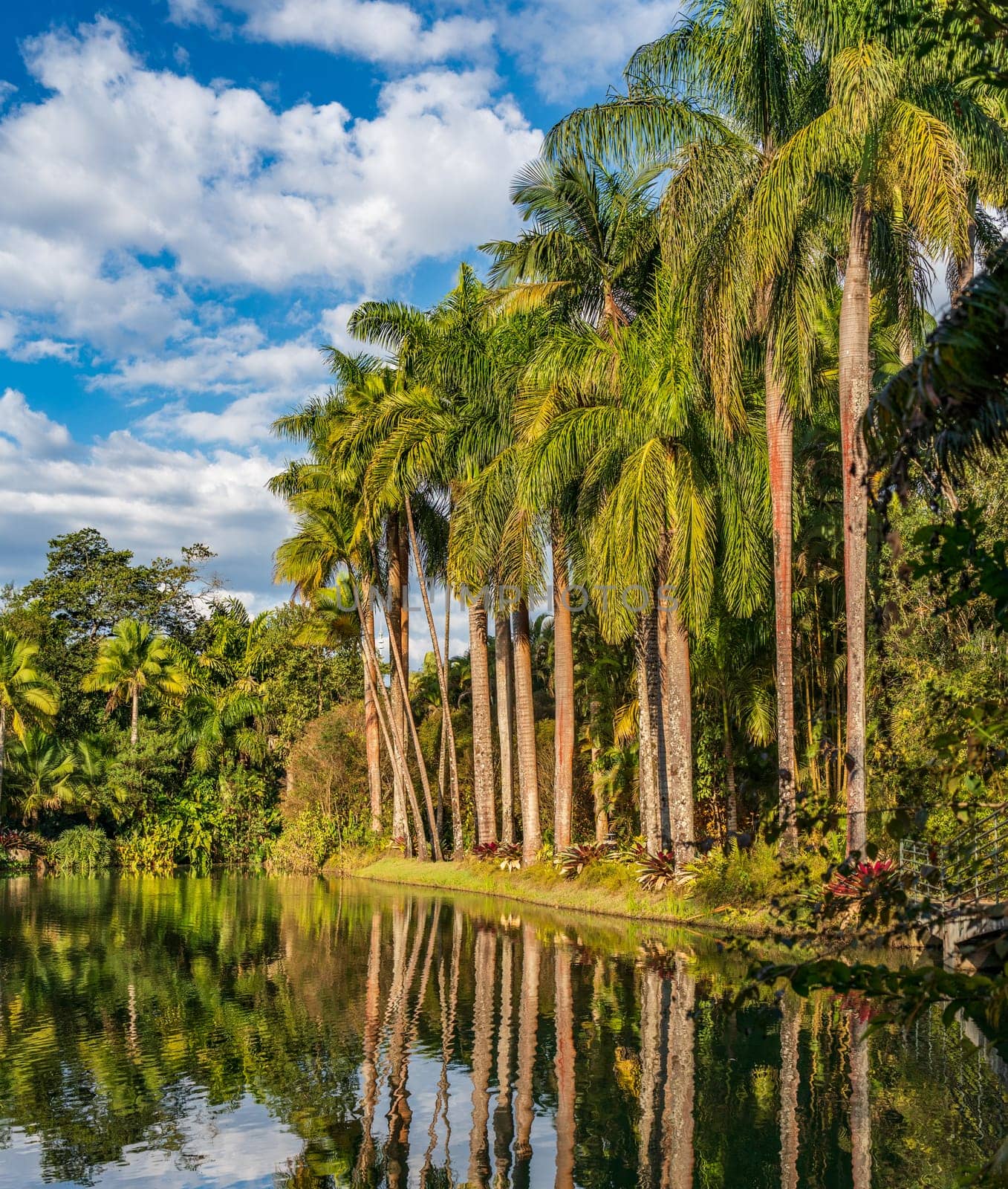 Serene Tropical Paradise with Lush Palms Reflecting on Water by FerradalFCG