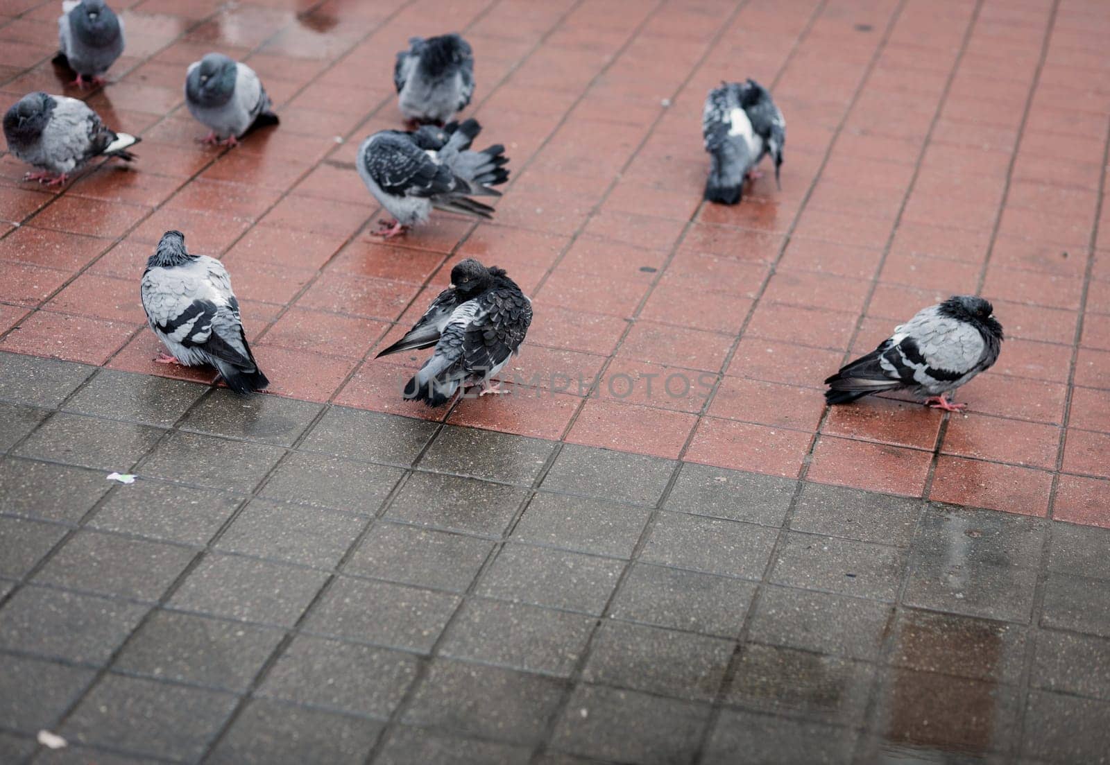 Pigeons on the street. Urban pigeons on the pavement