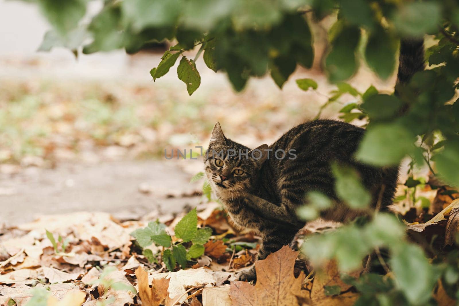 portrait of a street cat in nature next to the bushes outdoors