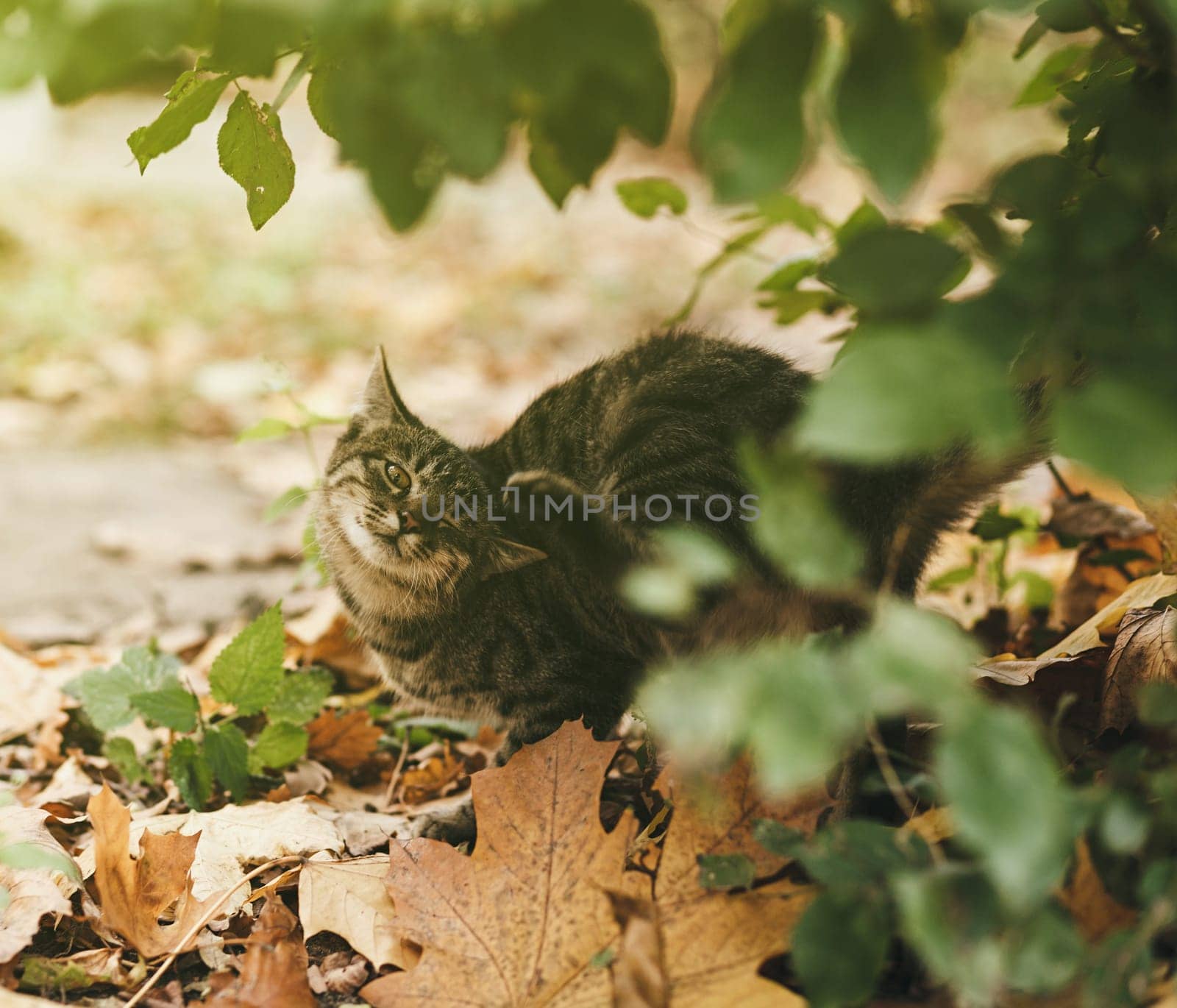 young tabby cat outdoors scratching his ear