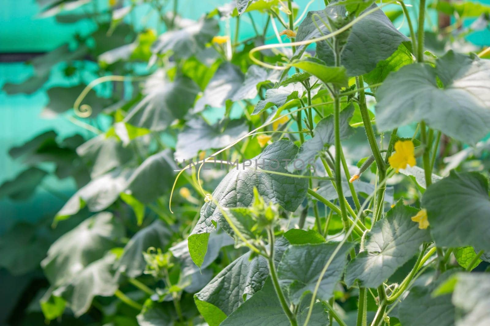 A garden of organic cucumbers in the backyard, cucumbers growing on bushes, cucumbers growing outdoors.