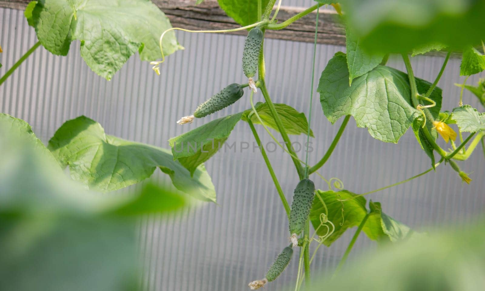 A garden of organic cucumbers in the backyard, cucumbers growing on bushes, cucumbers growing outdoors.