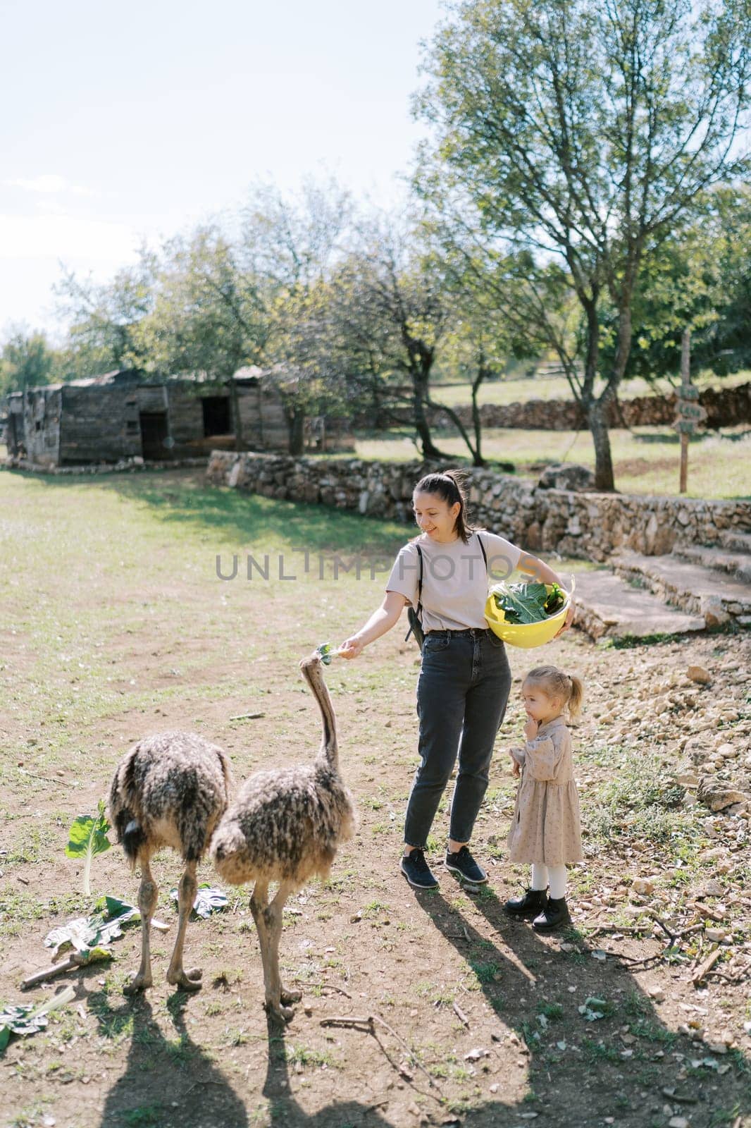 Little girl looks at her mother feeding cabbage leaves to ostriches in a green park. High quality photo