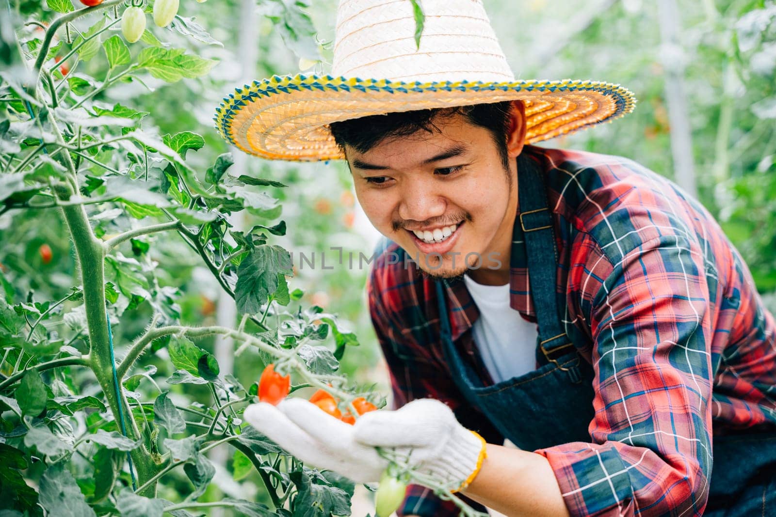 Portrait of a smiling farmer in a greenhouse inspecting ripe red tomatoes. His care and dedication ensure success in horticulture and agricultural technology.
