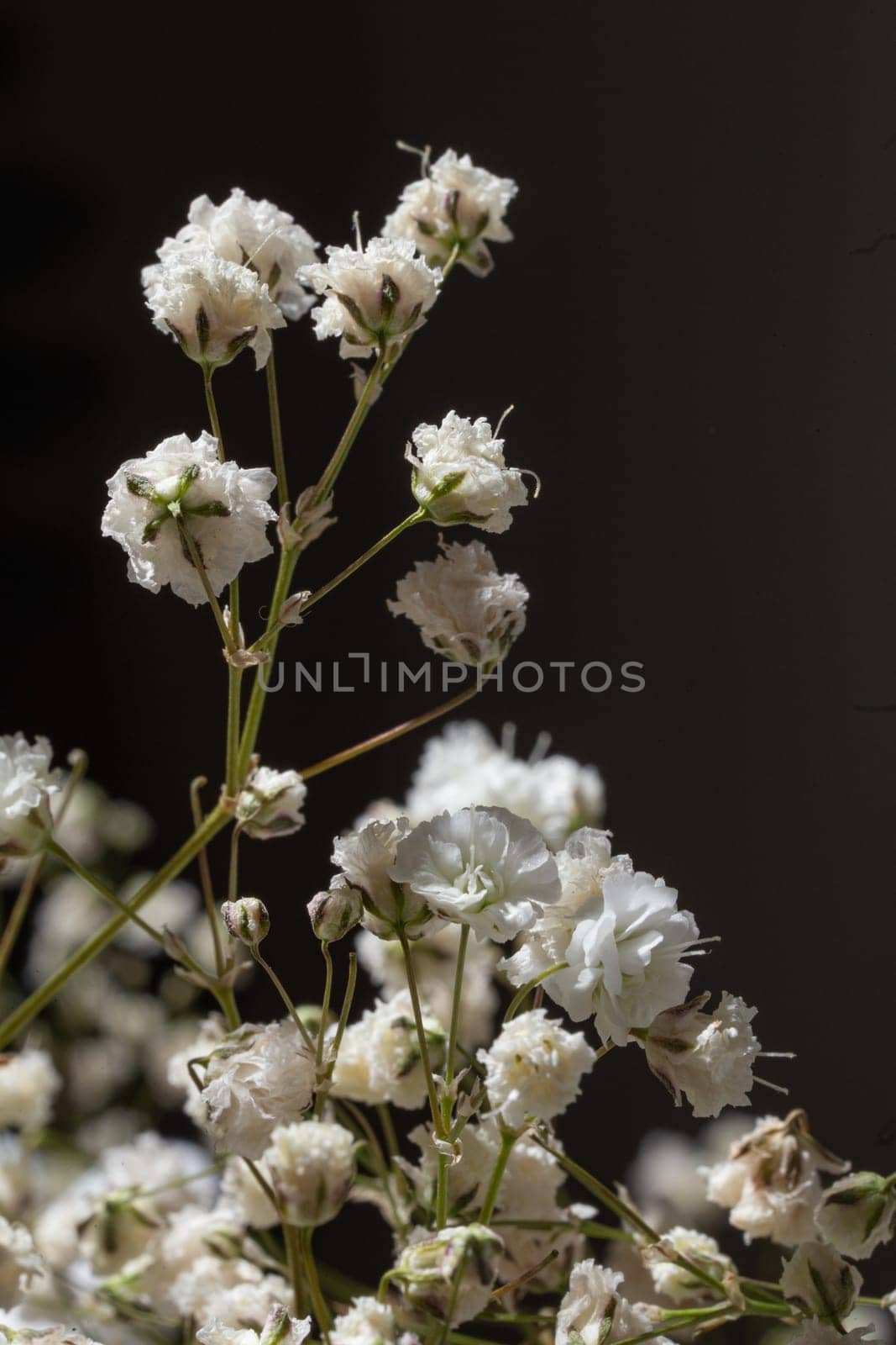 A single stalk of a gypsophila flower on a black background by Pukhovskiy