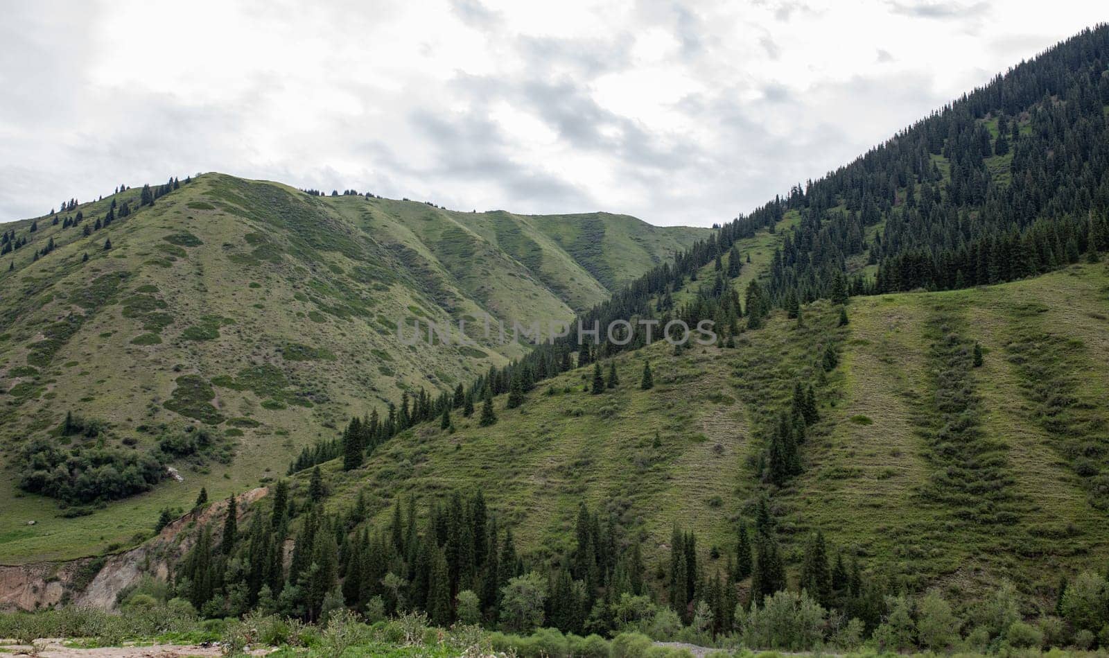 the landscape of the area at the green foot of the mountains in summer.