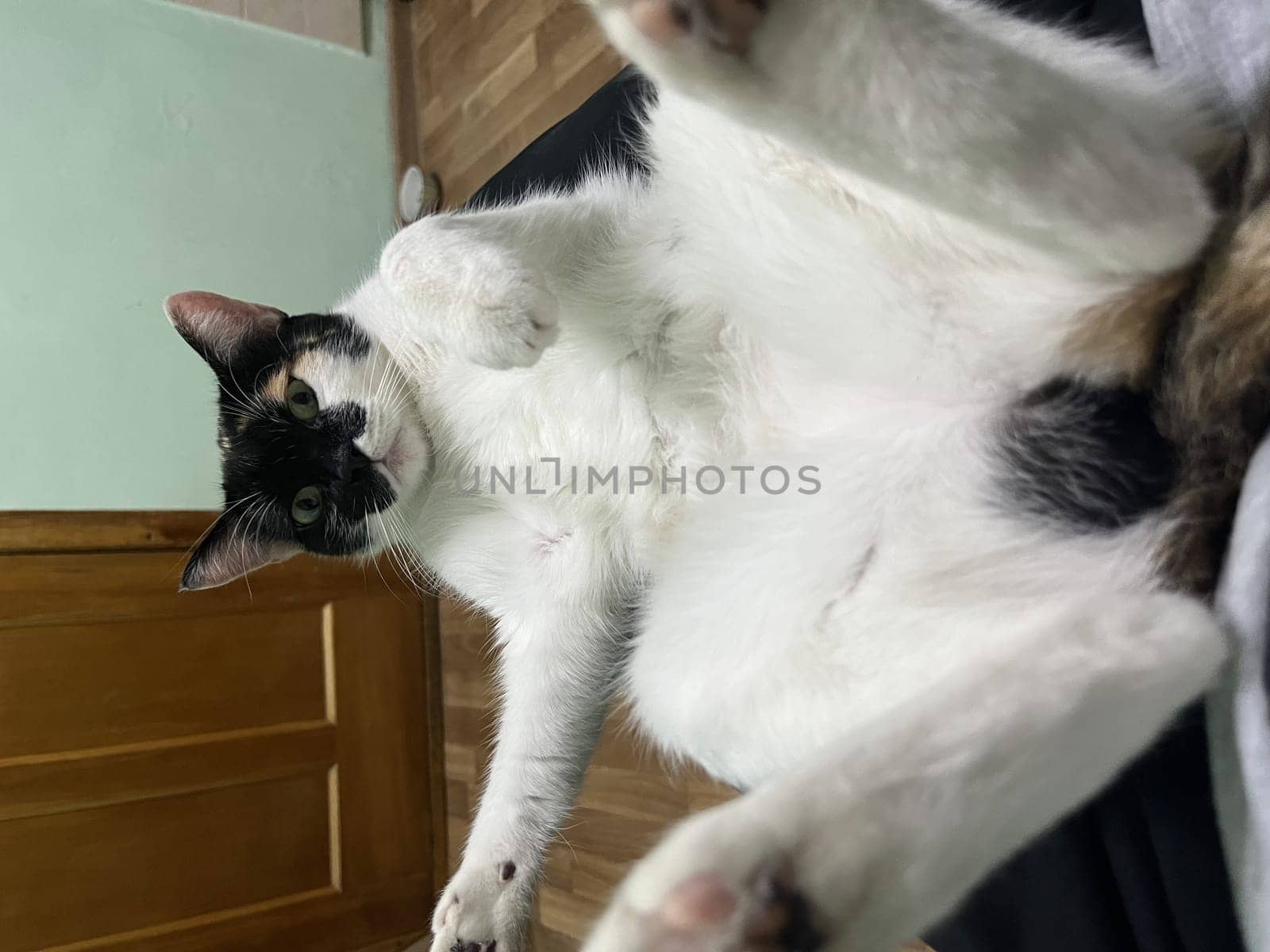 A tricolor cat lies at home at the feet of its owner.