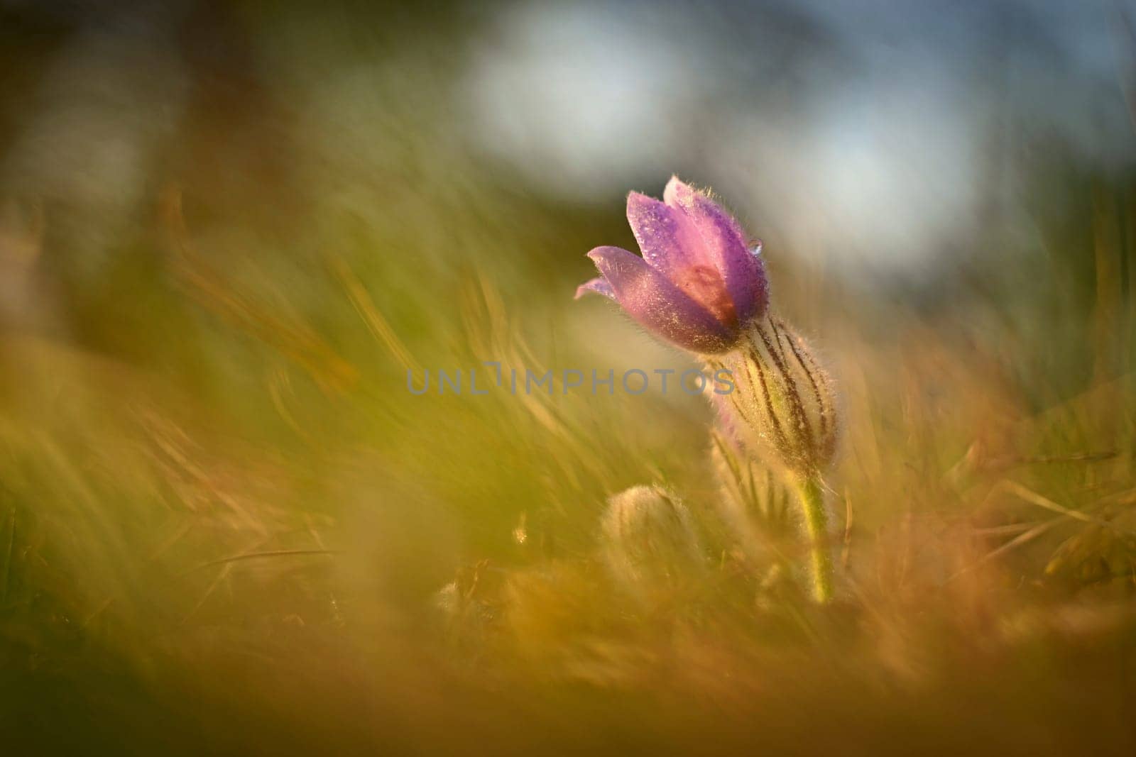 Spring background with flower. Beautiful nature at sunset in spring time. Pasque flower (Pulsatilla grandis) by Montypeter