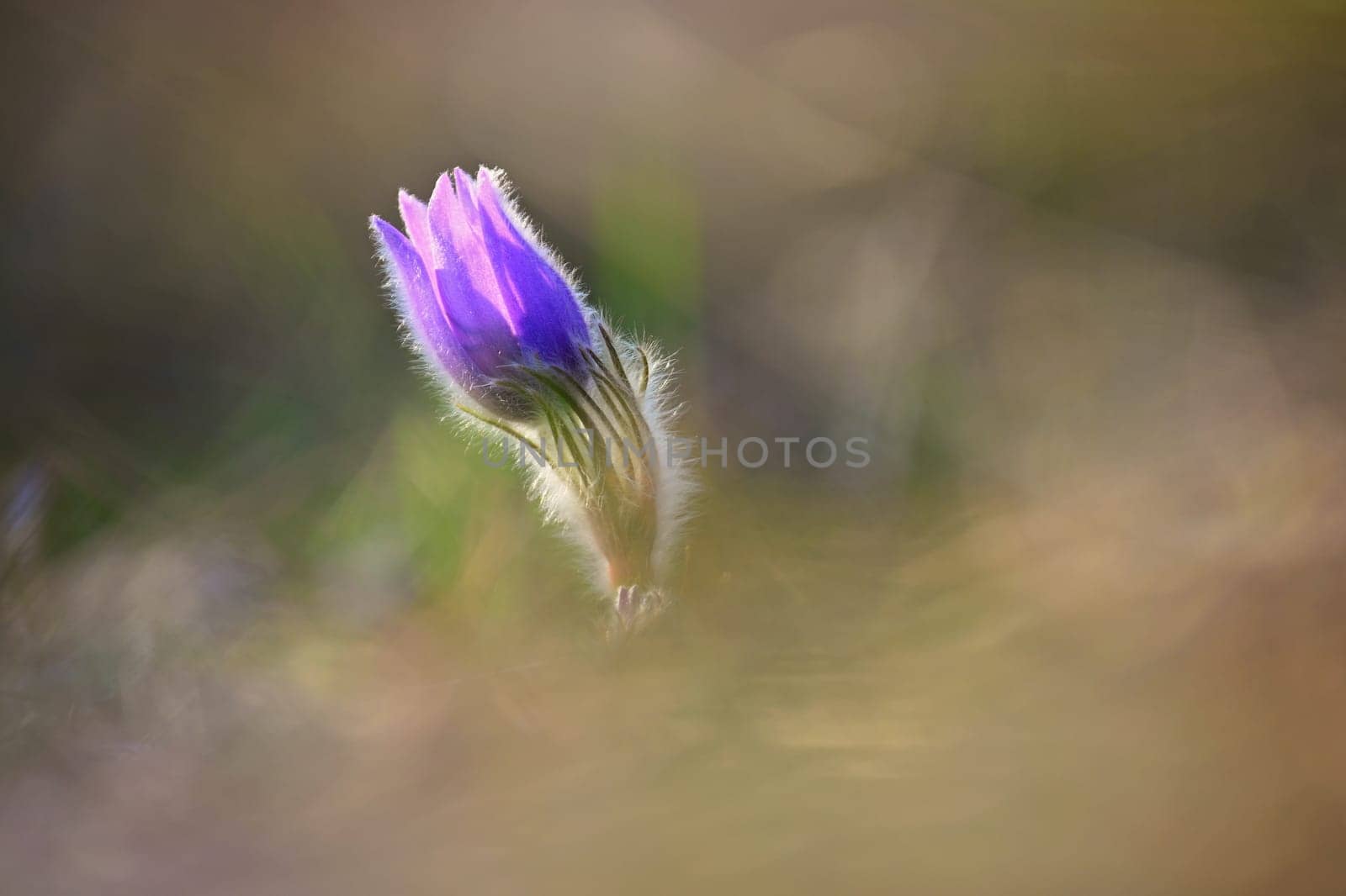 Spring background with flower. Beautiful nature at sunset in spring time. Pasque flower (Pulsatilla grandis)