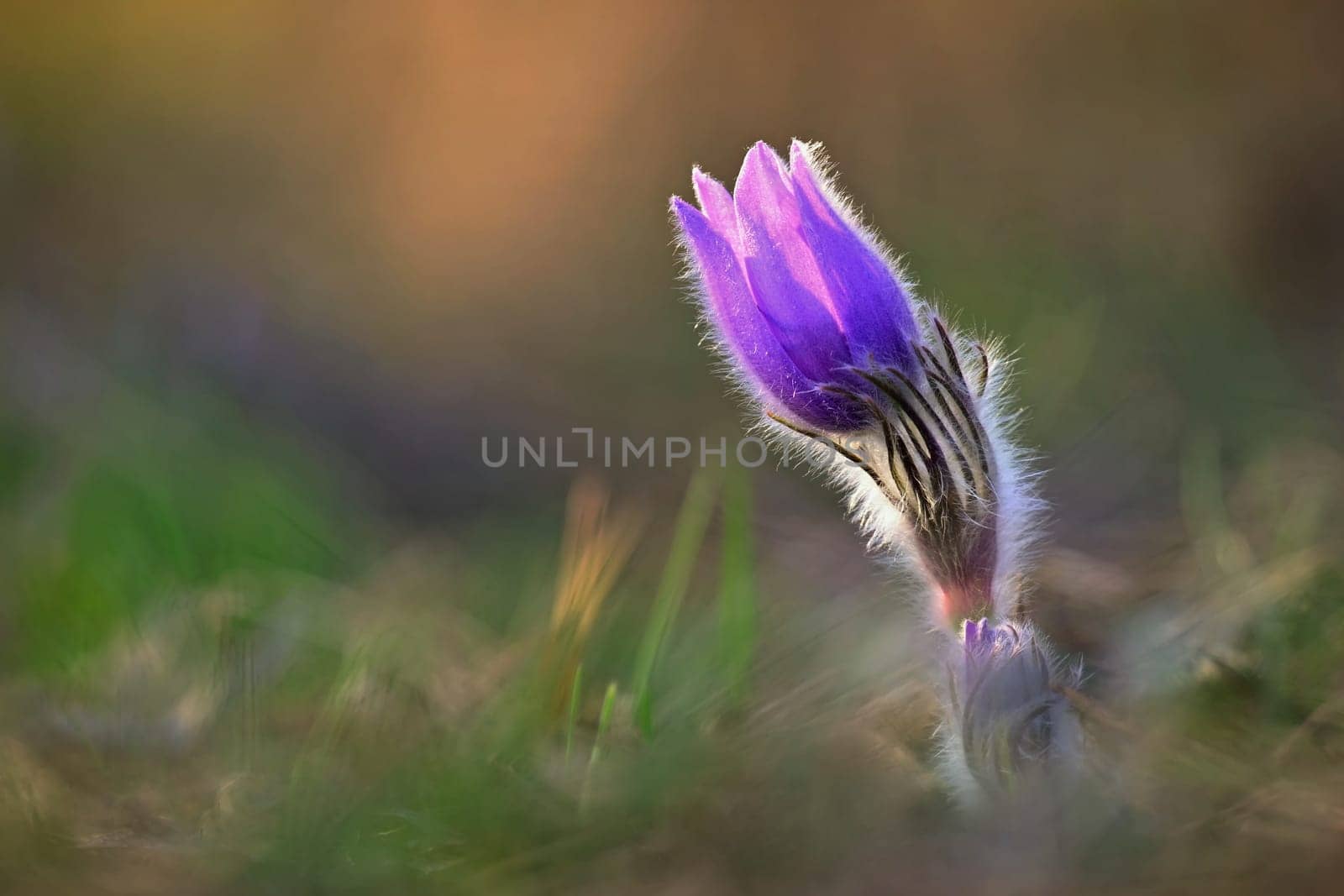 Spring background with flower. Beautiful nature at sunset in spring time. Pasque flower (Pulsatilla grandis)