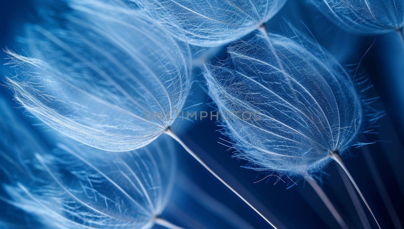 Close-up of dandelion seeds on a blue background.