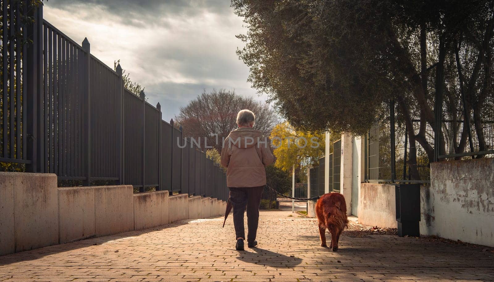 Back view of an elderly individual walking with a golden retriever on a sunlit, paved path lined with trees and a fence.