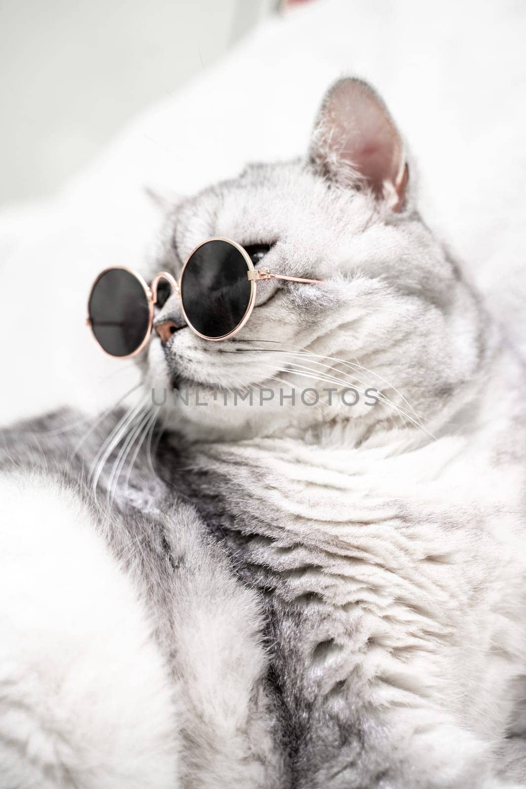 scottish straight cat in glasses, on a white background. Pets. by Matiunina