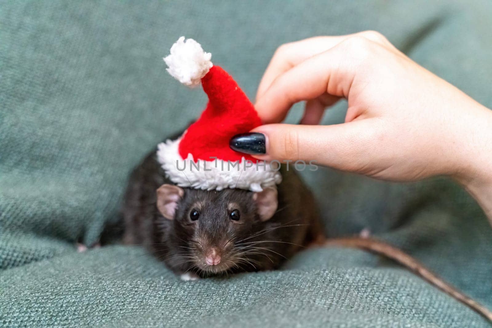 Rat Santa hat. Symbol of the Chinese New Year. Funny black rat Dumbo in a red santa checker on a green background