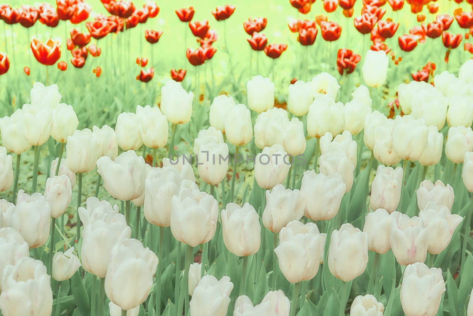 Blure delicate carpet picture of white tulips in the park, plantation by jovani68