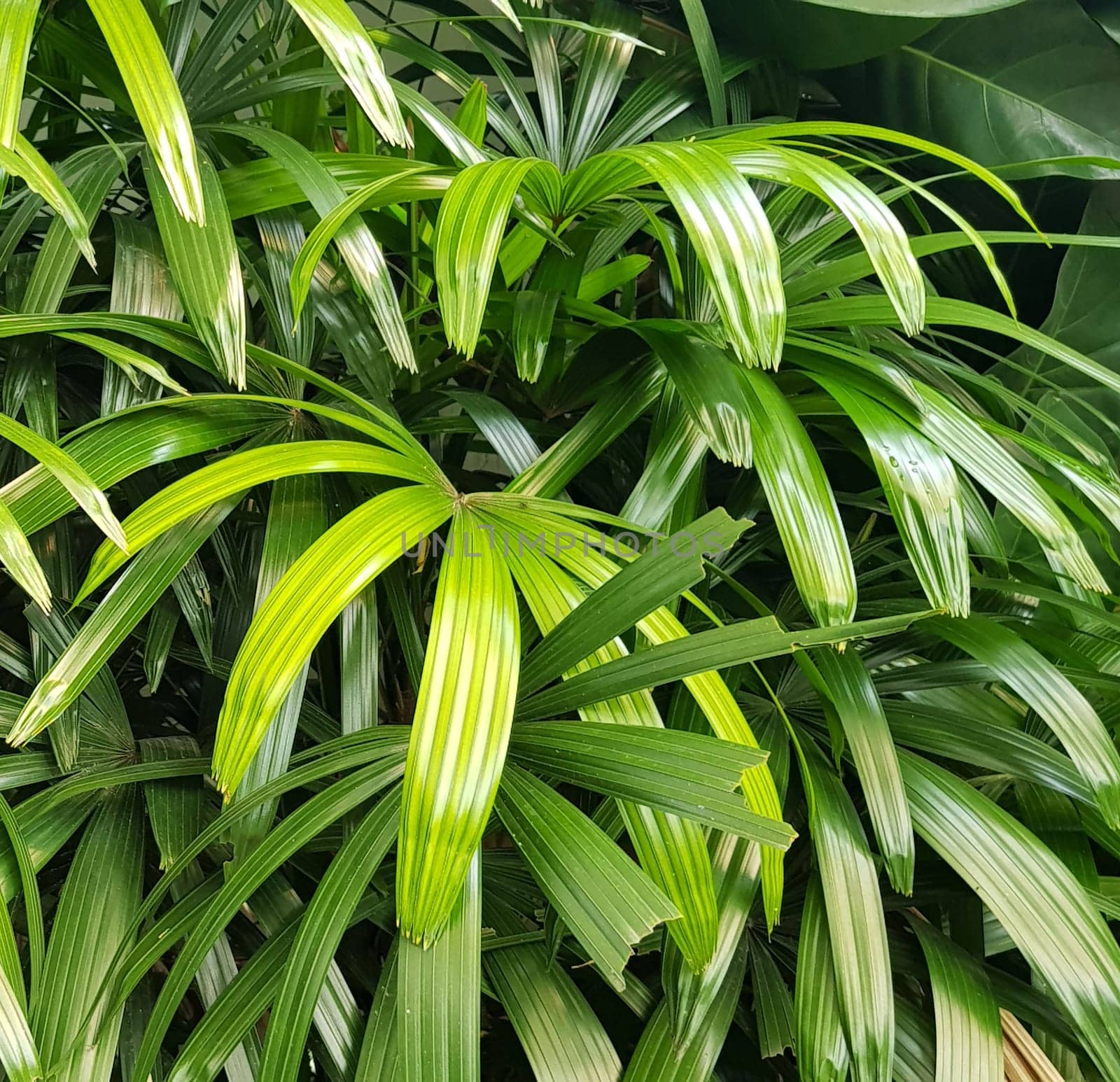 closeup nature view of green leaf and palms background. tropical plants, tropical leaf by antoksena