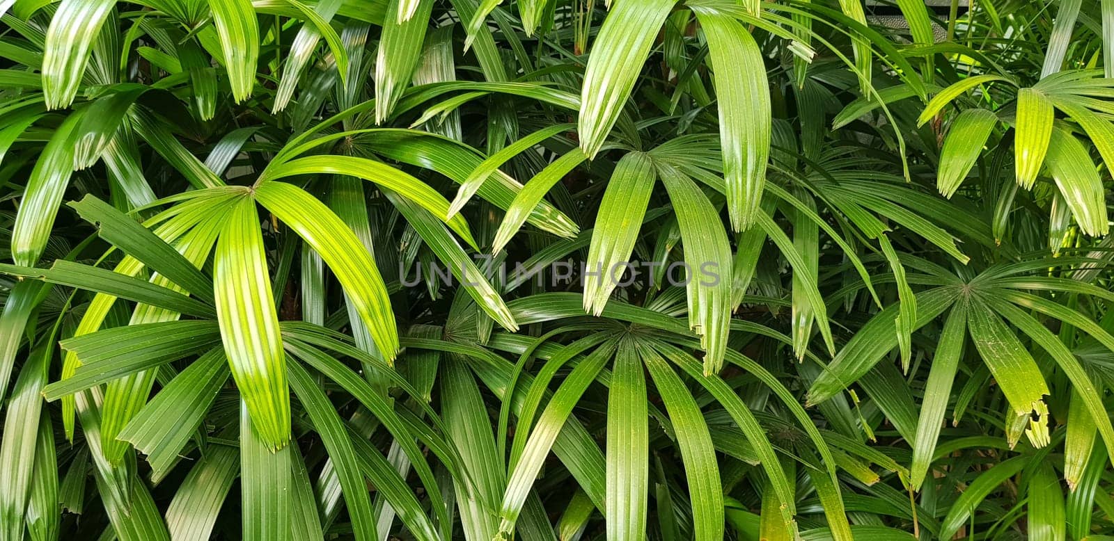 closeup nature view of green leaf and palms background. tropical plants, tropical leaf by antoksena