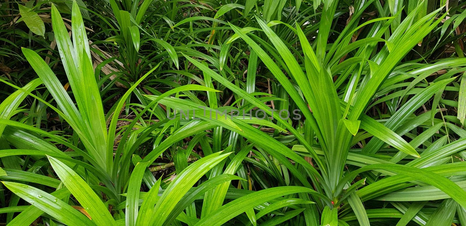 closeup nature view of green leaf and palms background. tropical plants, tropical leaf by antoksena