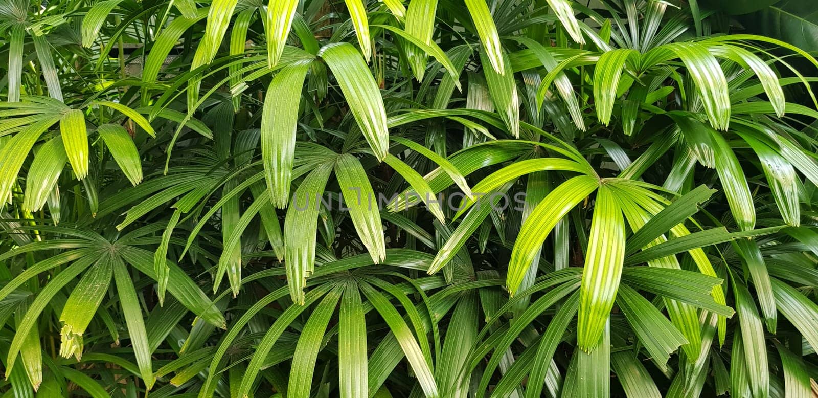 closeup nature view of green leaf and palms background. tropical plants, tropical leaf by antoksena