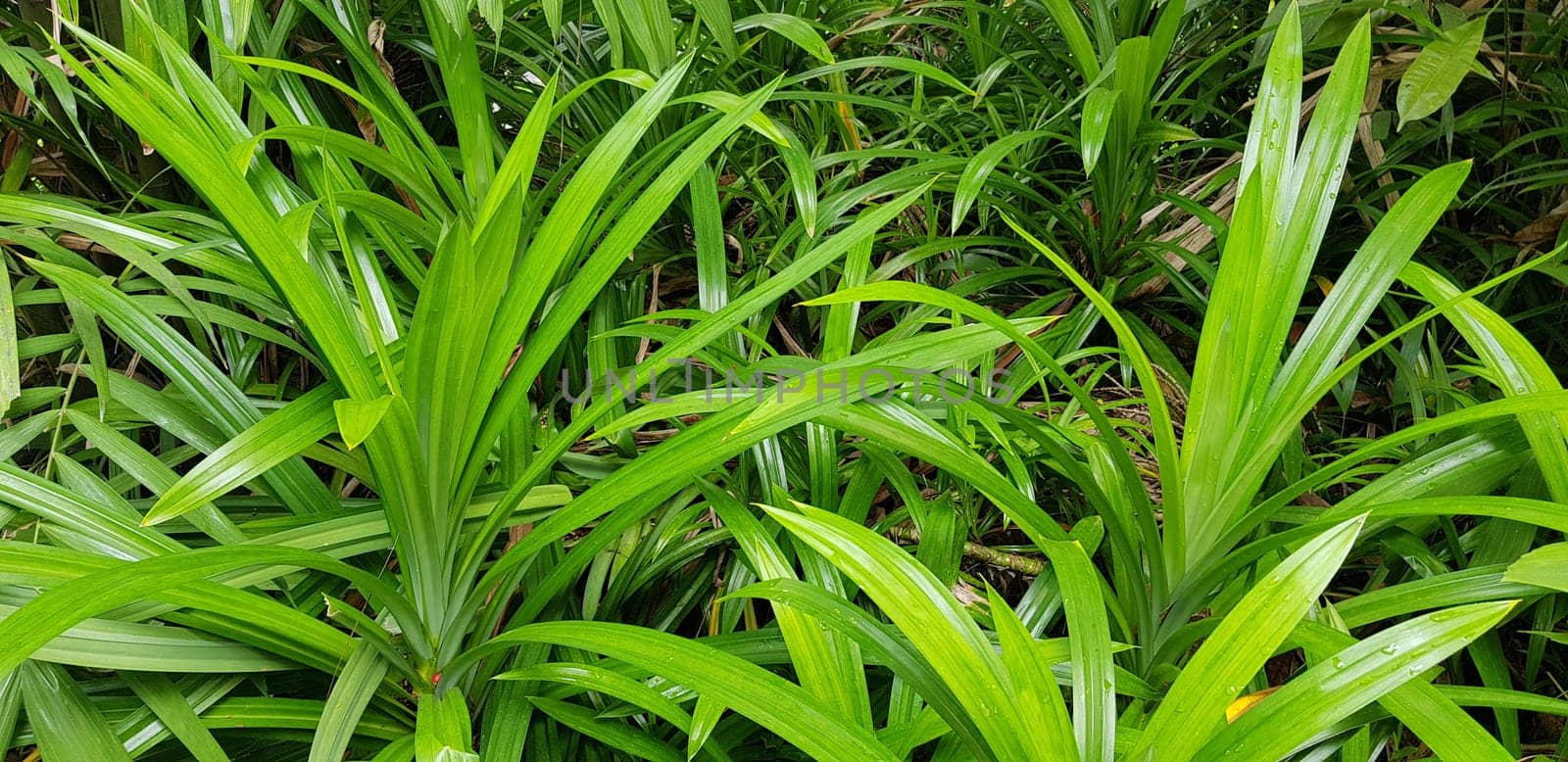 closeup nature view of green leaf and palms background. tropical plants, tropical leaf by antoksena