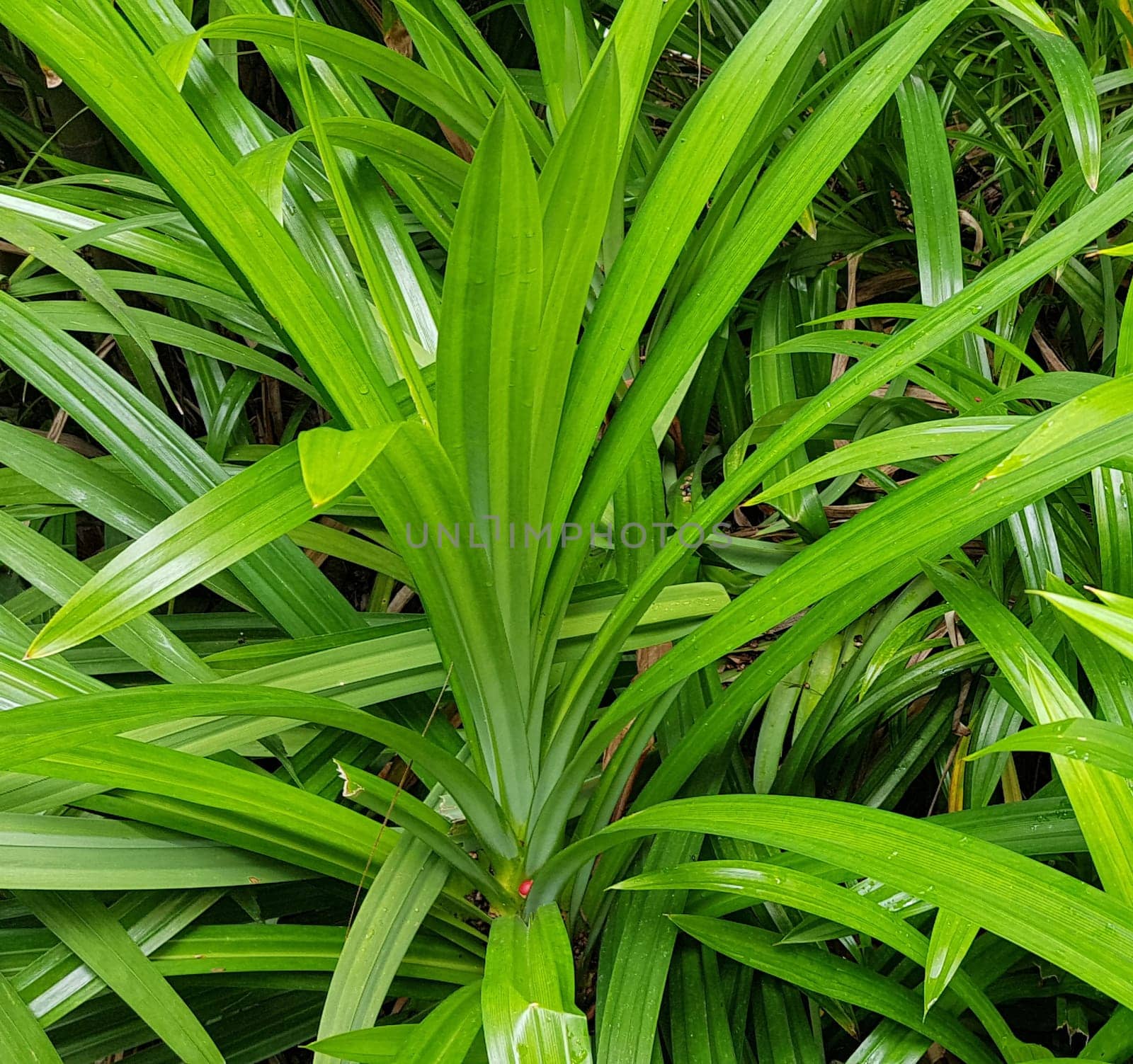 closeup nature view of green leaf and palms background. tropical plants, tropical leaf tropical garden