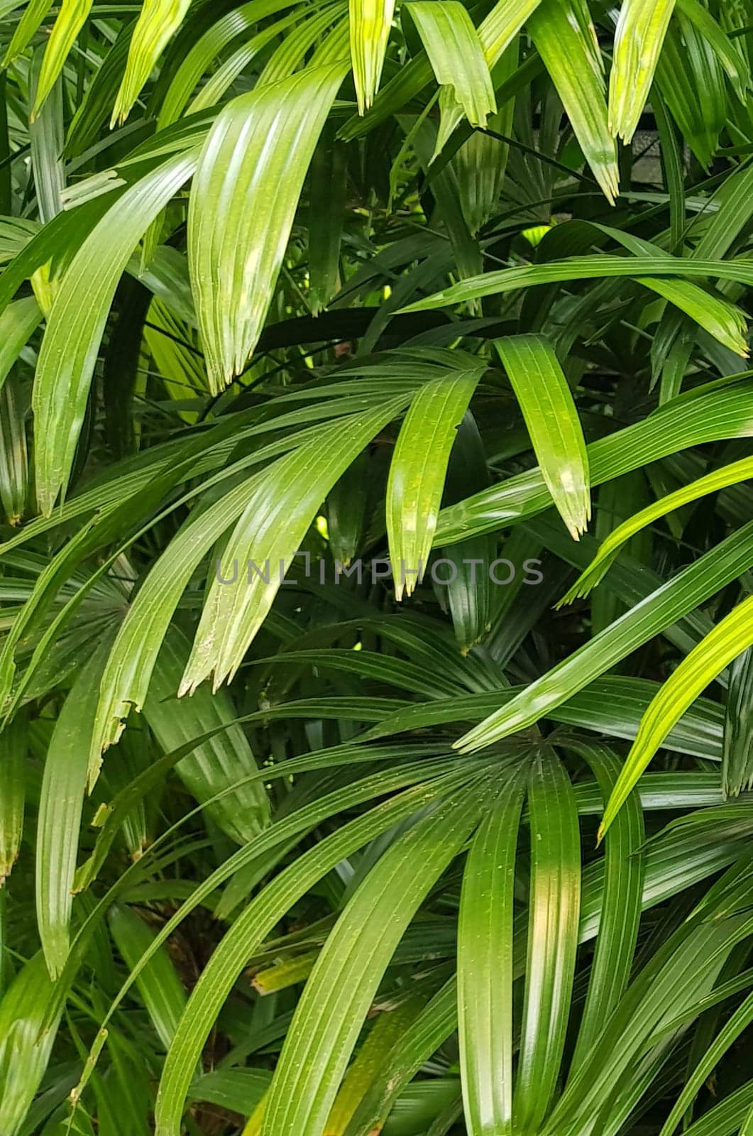 closeup nature view of green leaf and palms background. tropical plants, tropical leaf by antoksena